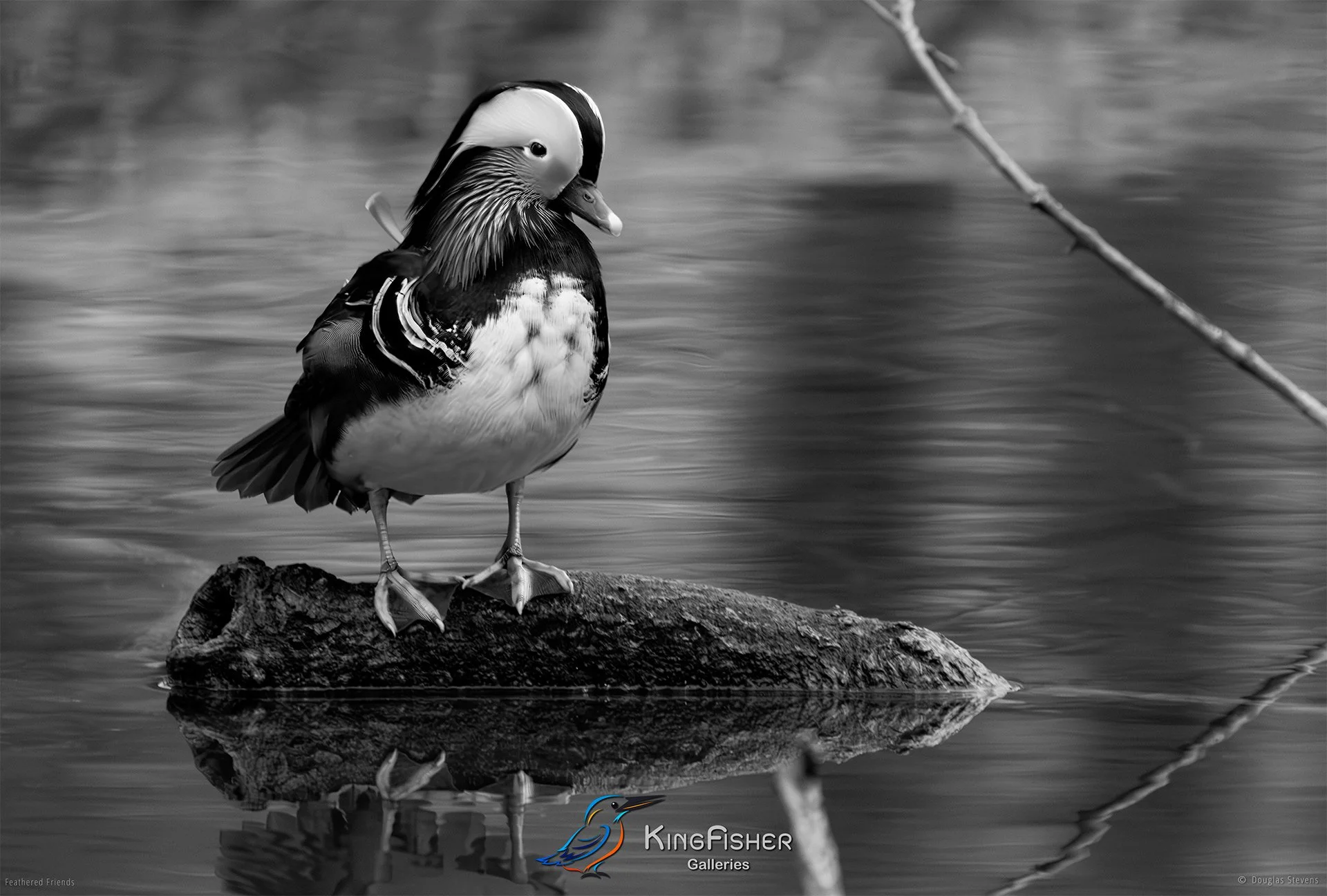 615_DST_Birds_2025_Mandarin-Duck_L_BW.jpg