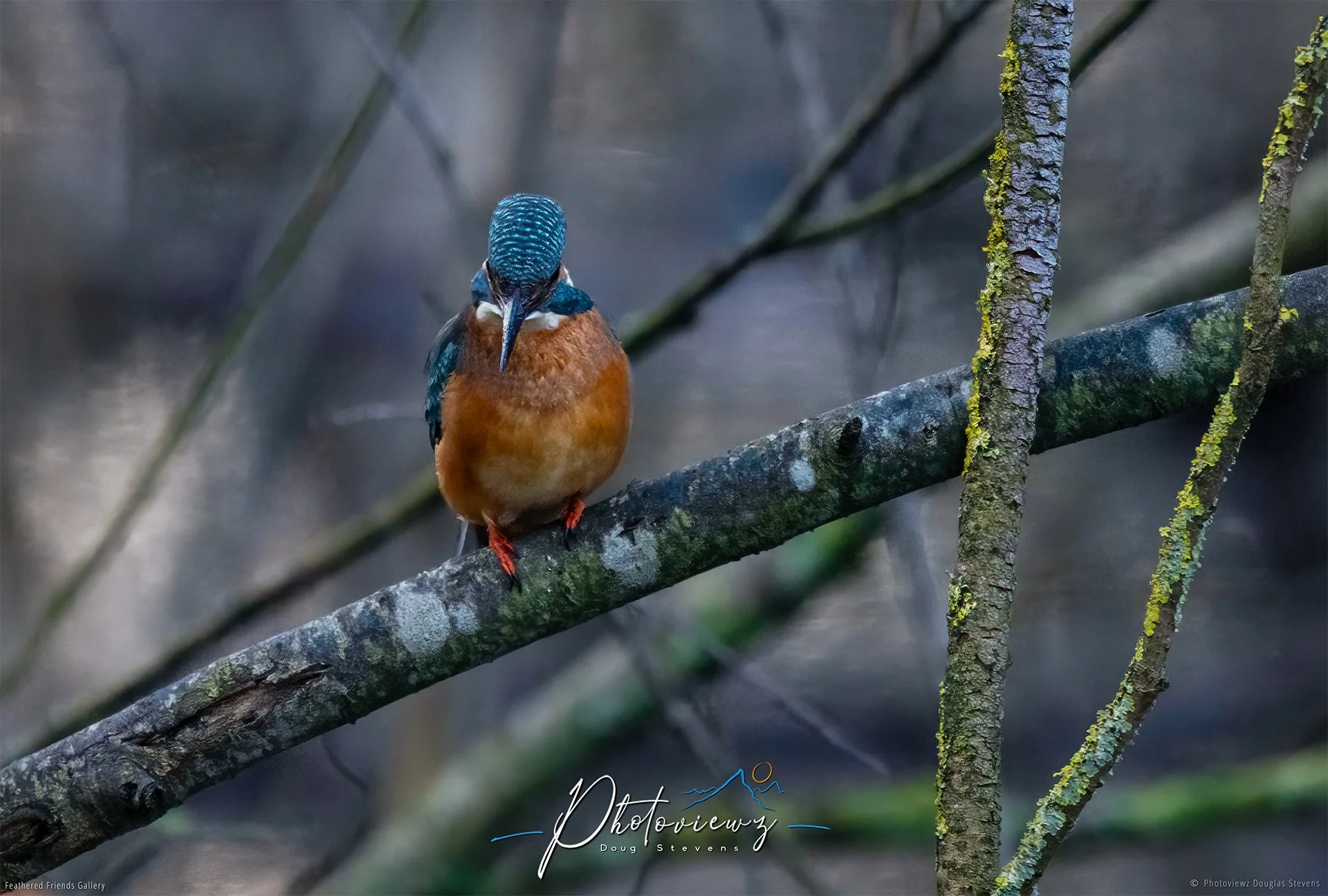 396_DST_Birds_2025_Kingfisher_L.jpg
