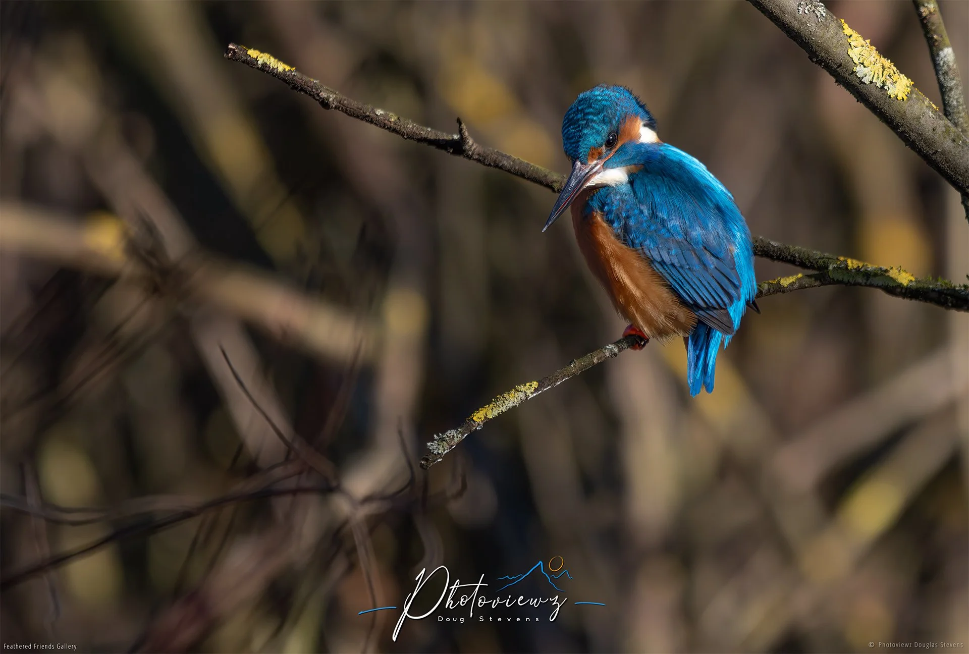 418_DST_Birds_2025_Kingfisher_Perched_L.jpg