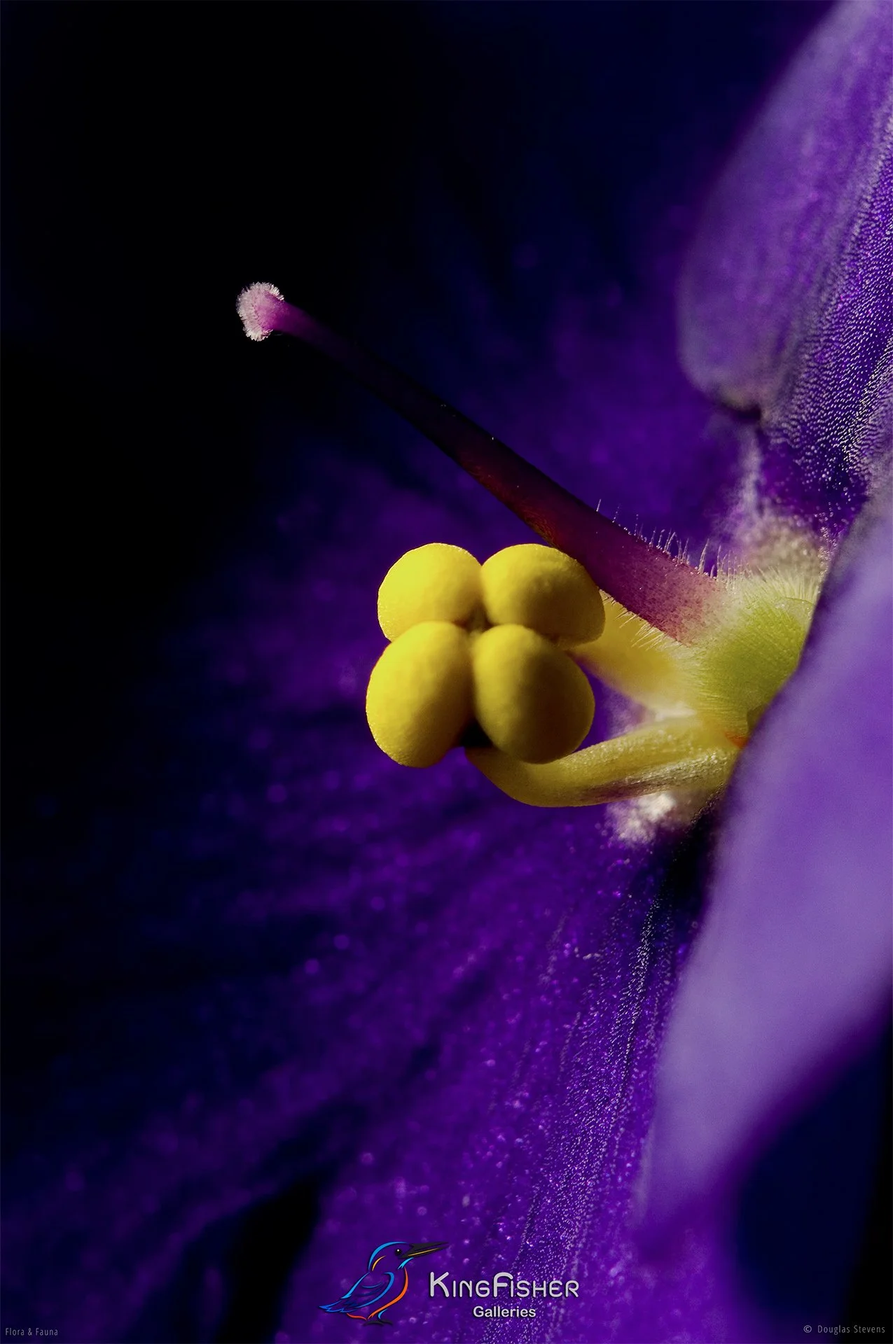 002_DST_Flora_Fauna_2008_African_Violet_P.jpg