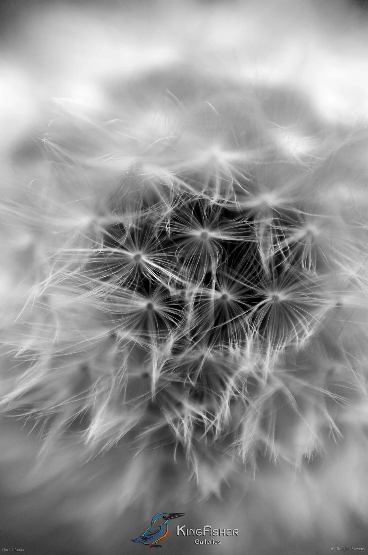 052_DST_Flora_Fauna_2010_Dandelion_P_BW.jpg
