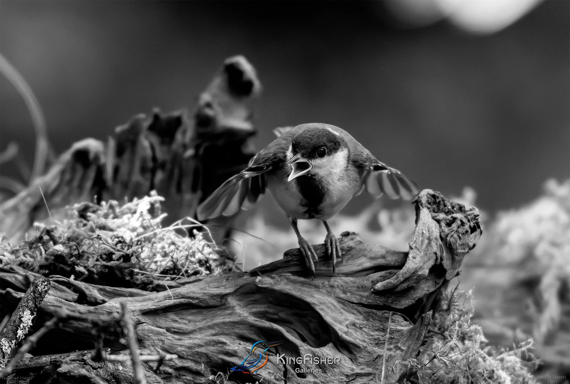 633_DST_Birds_2025_Great_Tit_Yeah_And_L_BW.jpg