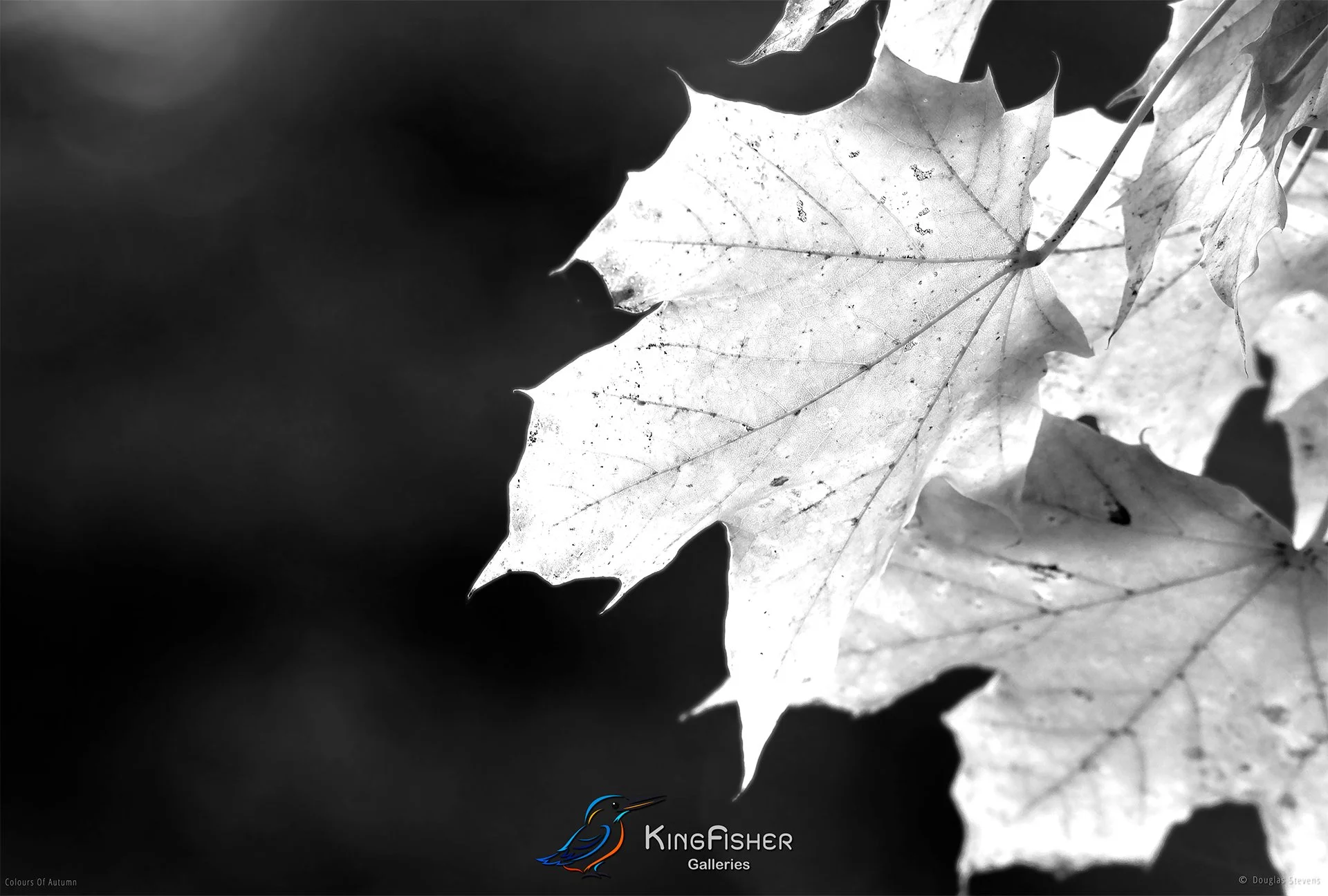 039_DST_Colours_Of_Autumn_L_BW.jpg
