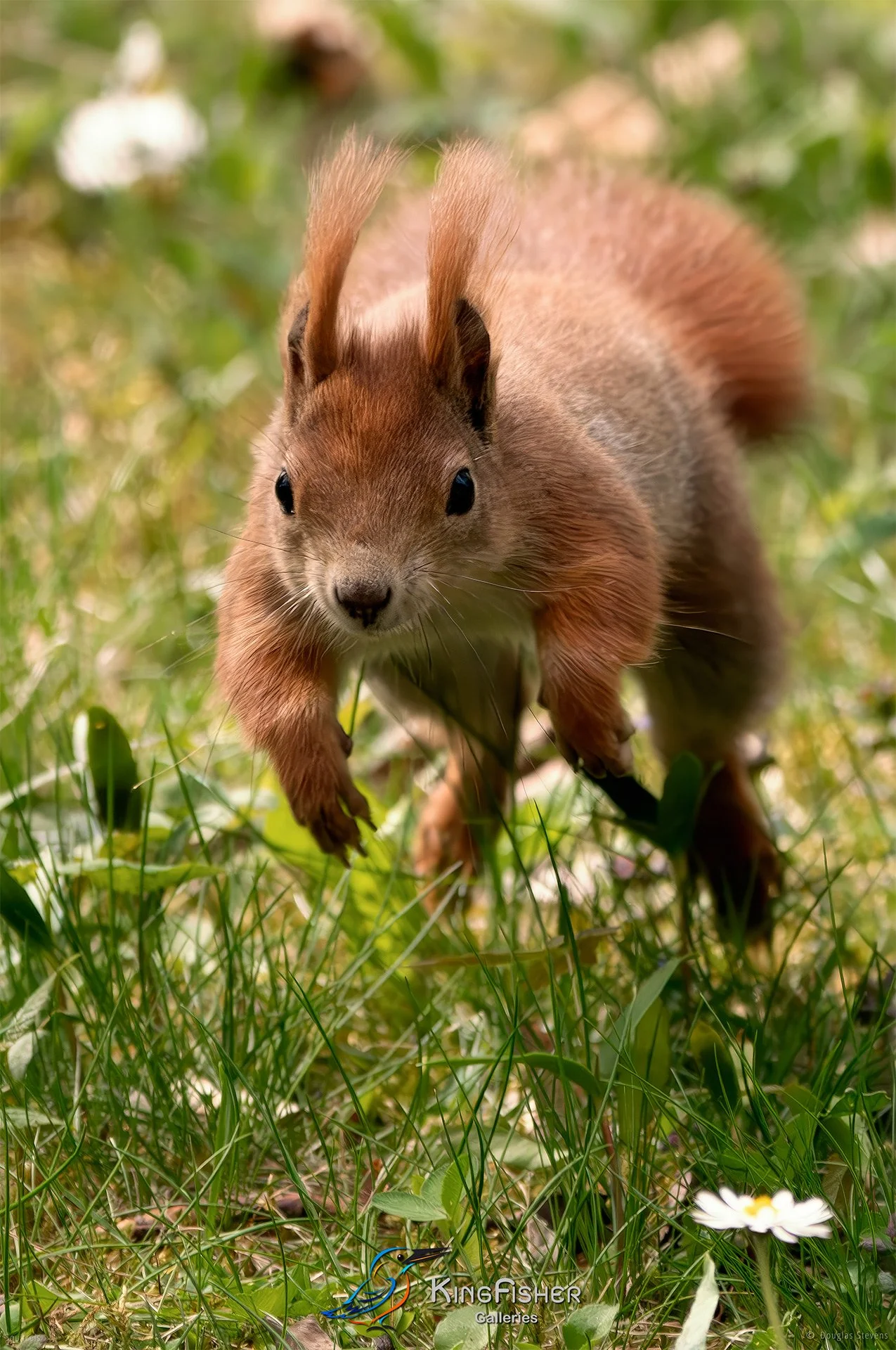 546_DST_Squirrels_In_Action_P.jpg