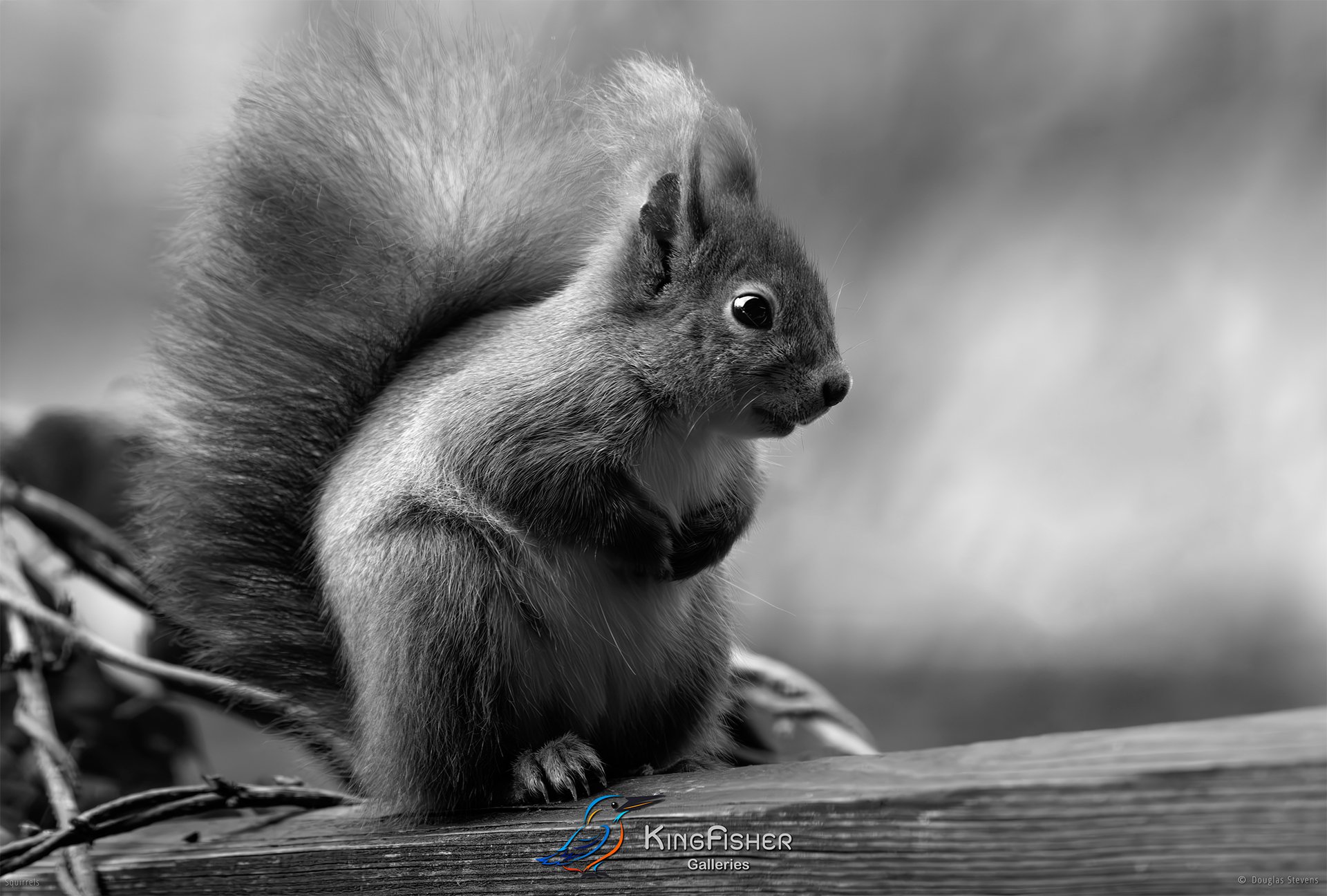575_DST_Squirrels_Hanging_Out_L_BW.jpg