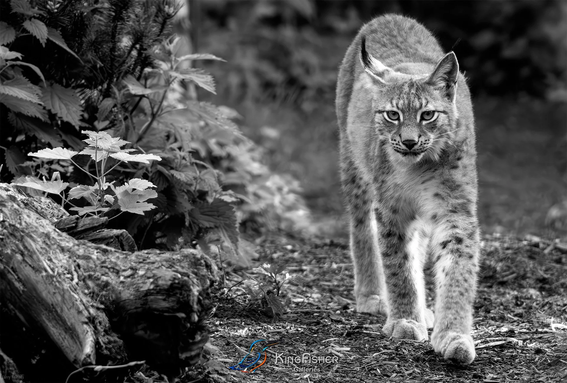 299_DST_Animals_Eurasian_Lynx_Taking_A_Stroll_L_BW.jpg