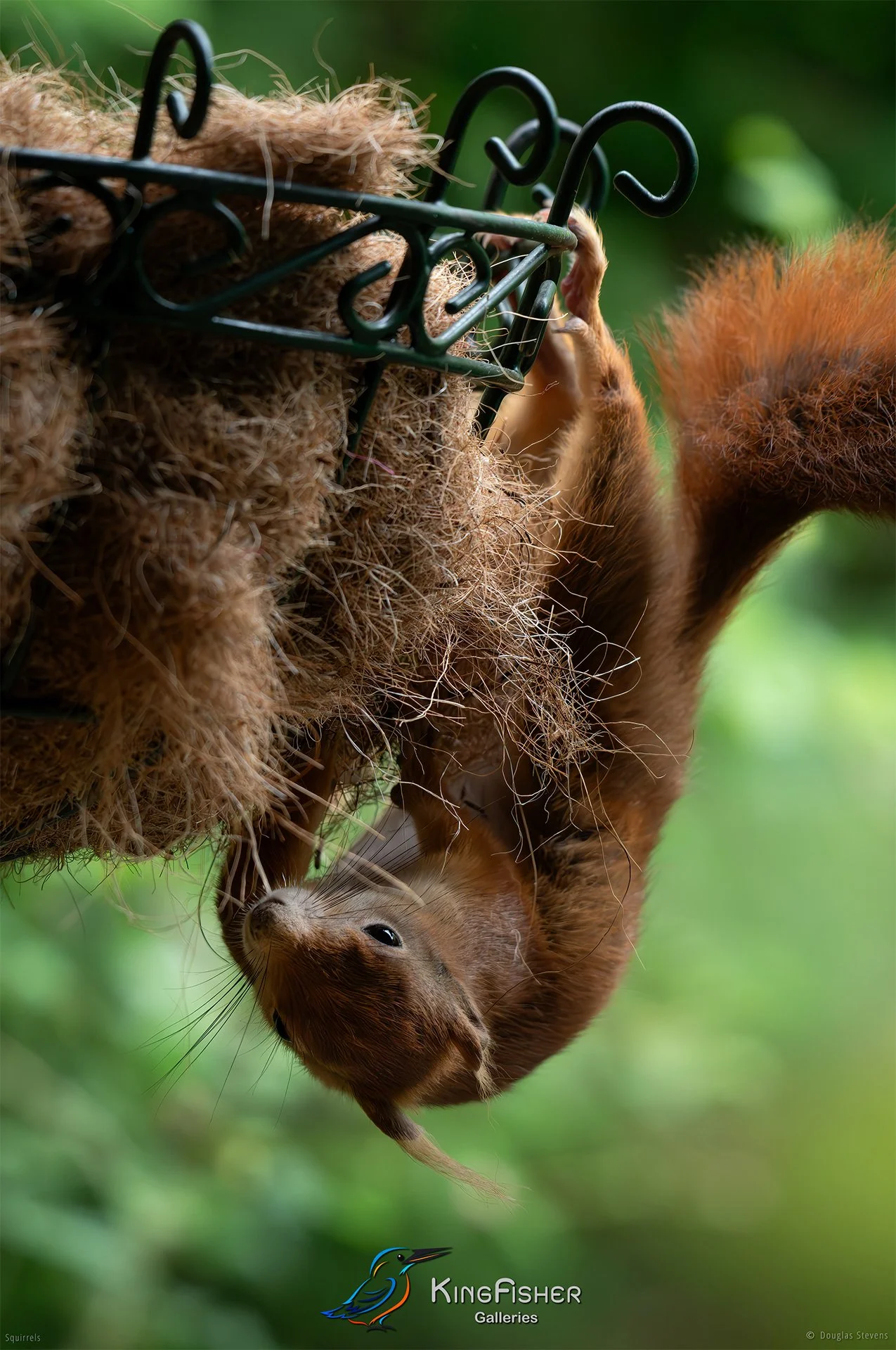 566_DST_Squirrels_Breakfast_The_Hard_Way_P.jpg