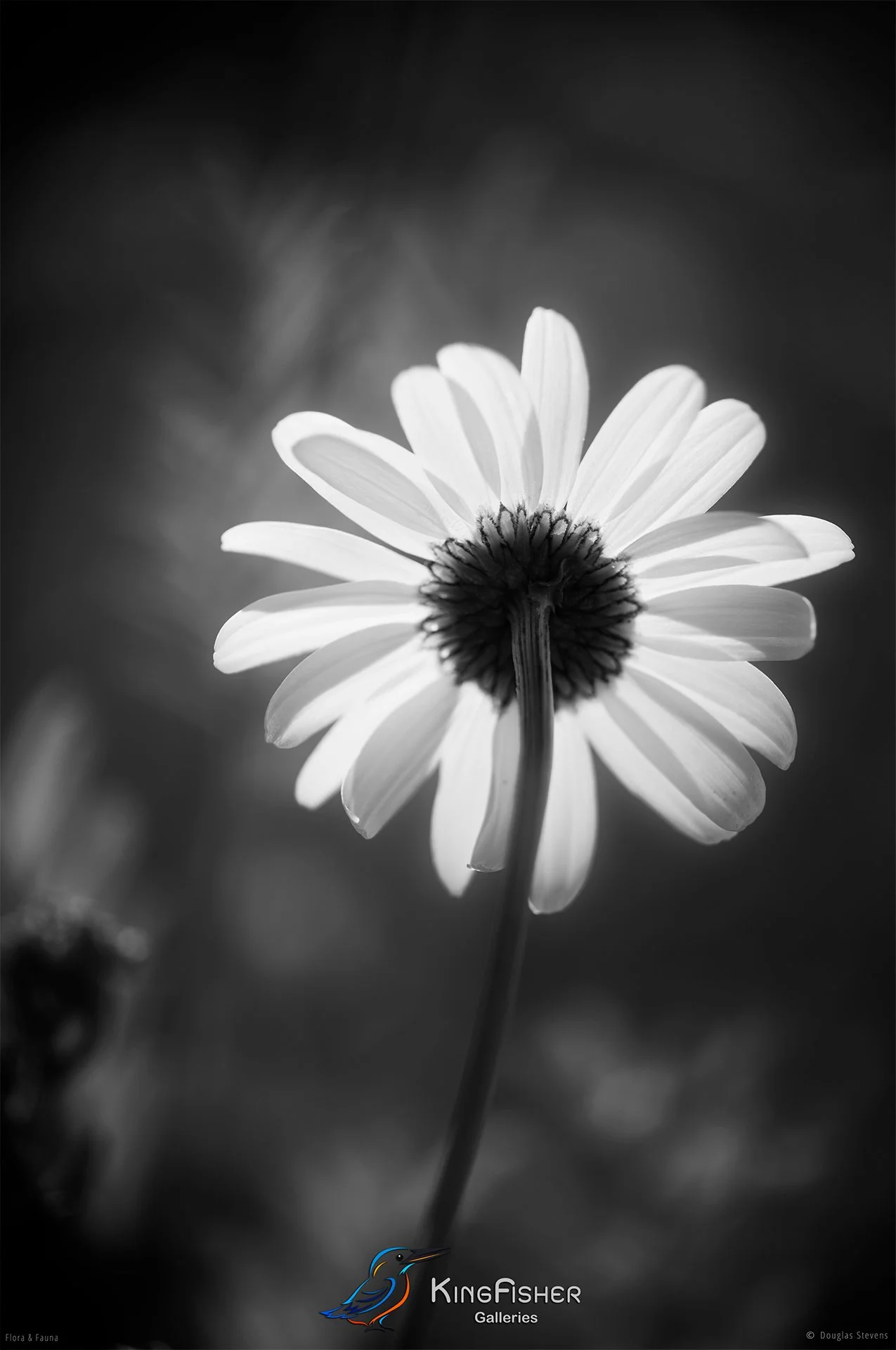 083_DST_Flora_Fauna_2012_Translucence_P_BW.jpg