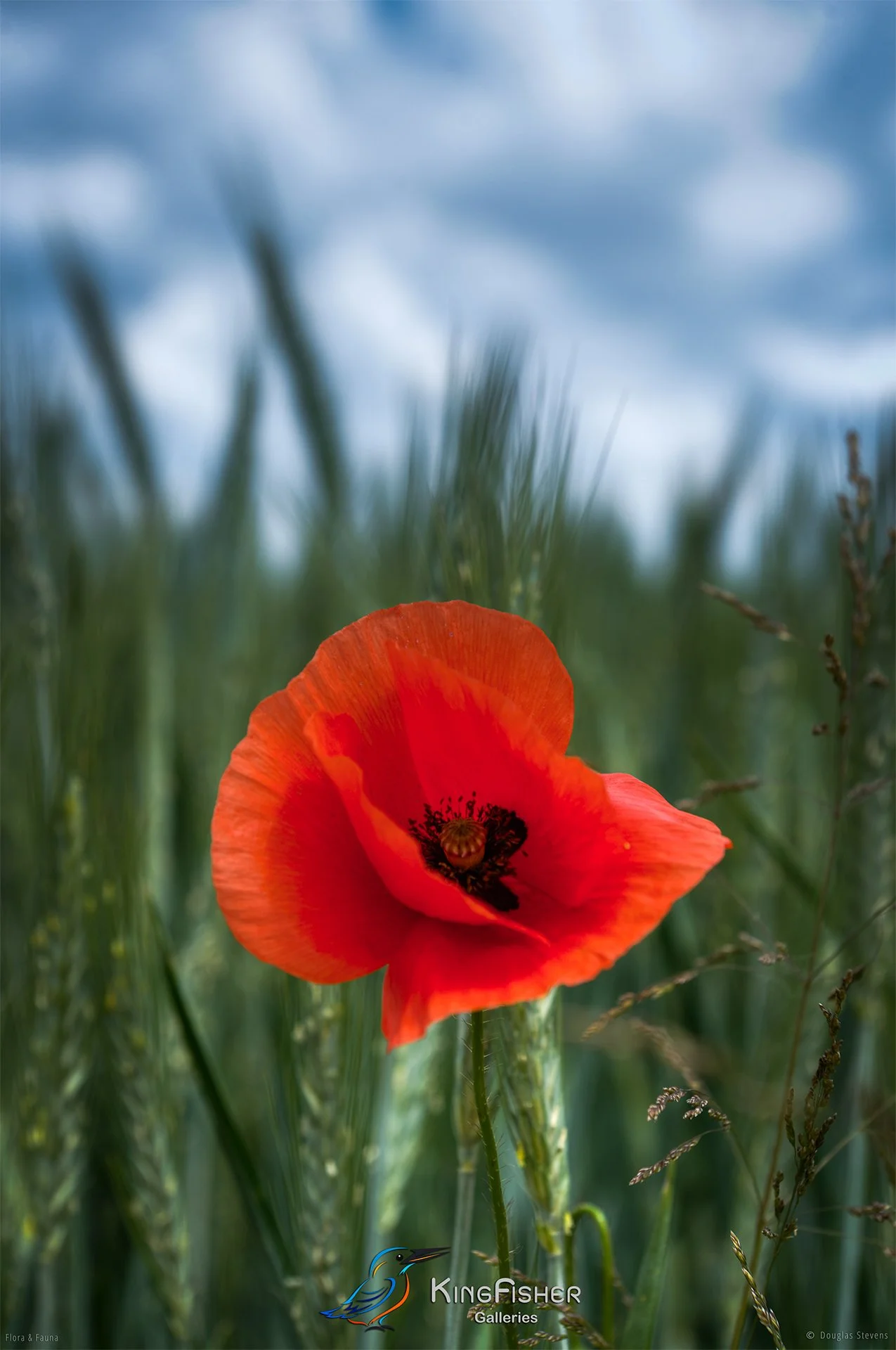 078_DST_Flora_Fauna_2012_Poppy_Day_P.jpg