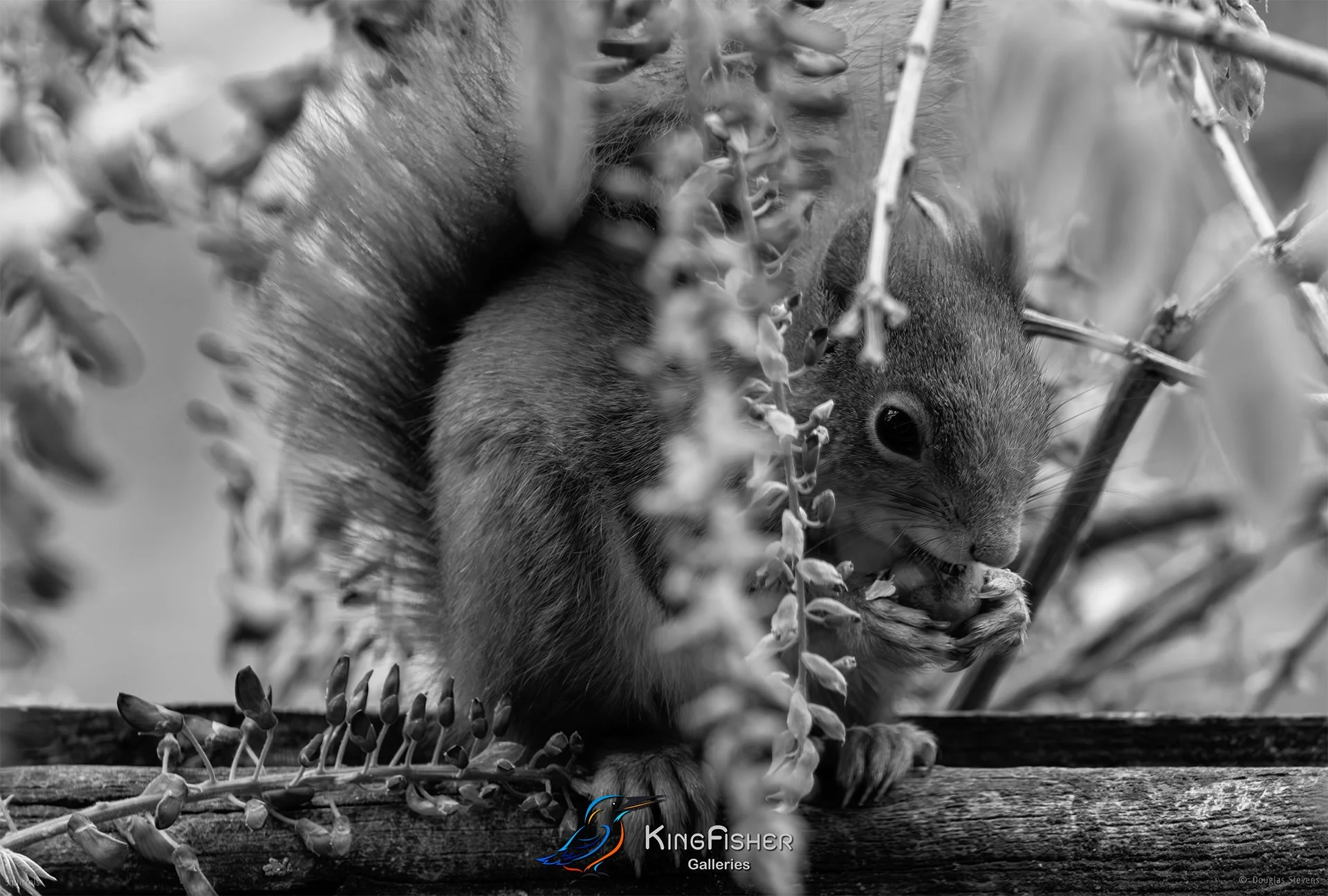 582_DST_Squirrels_Spring_Nibble_L_BW.jpg