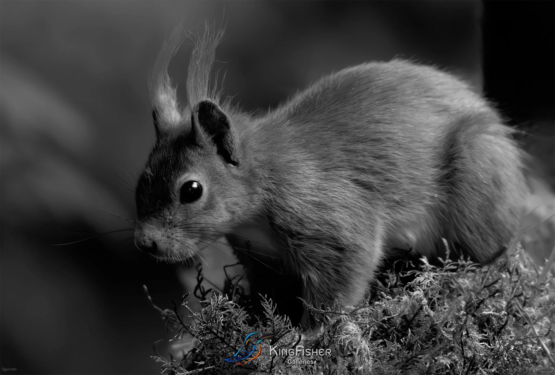 568_DST_Squirrels_Eye_Contact_L_BW.jpg