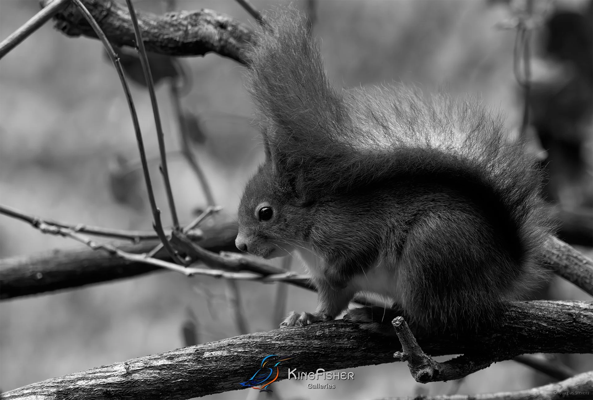 570_DST_Squirrels_Umbrella_L_BW.jpg