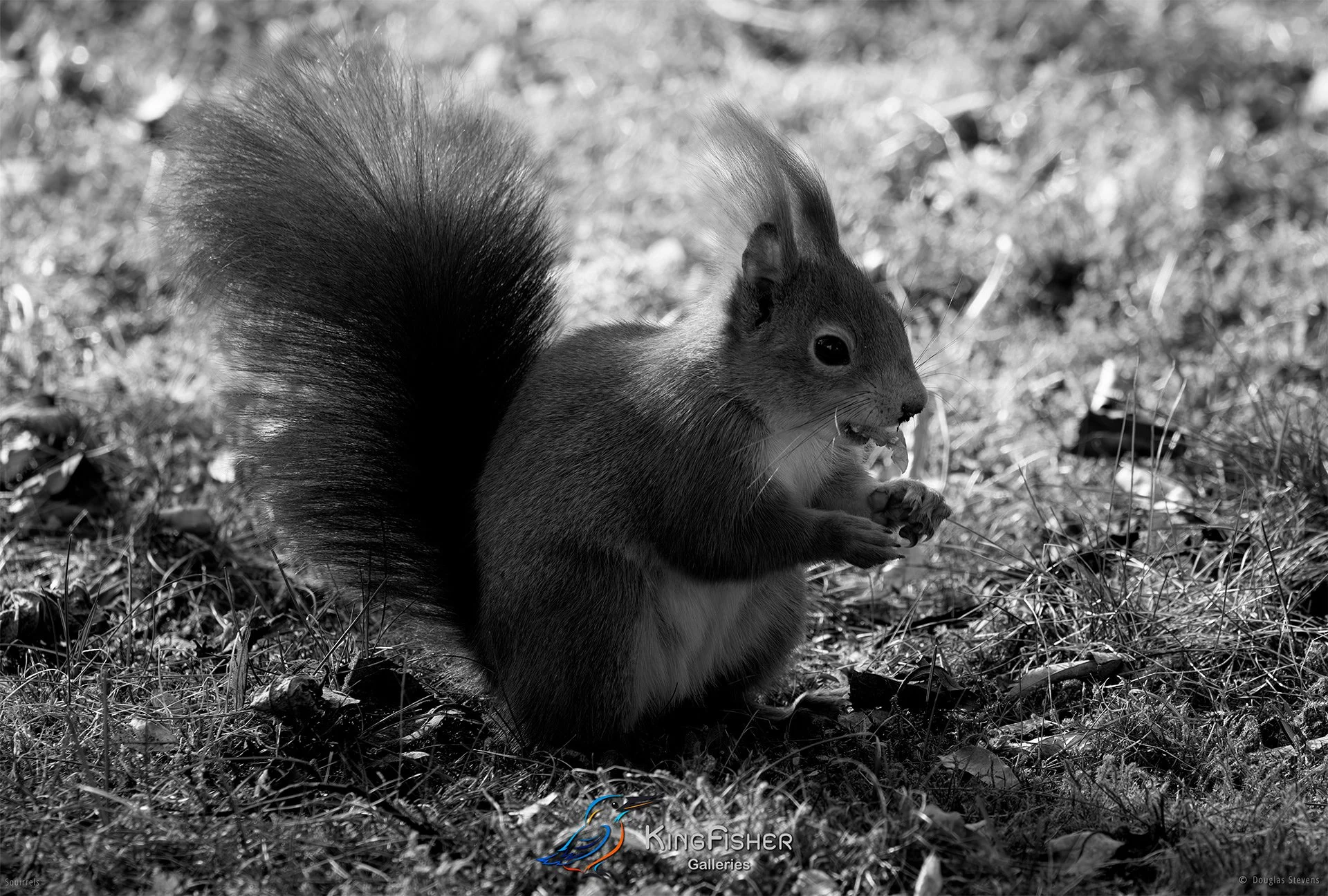 551_DST_Squirrels_Snack_Time_L_BW.jpg
