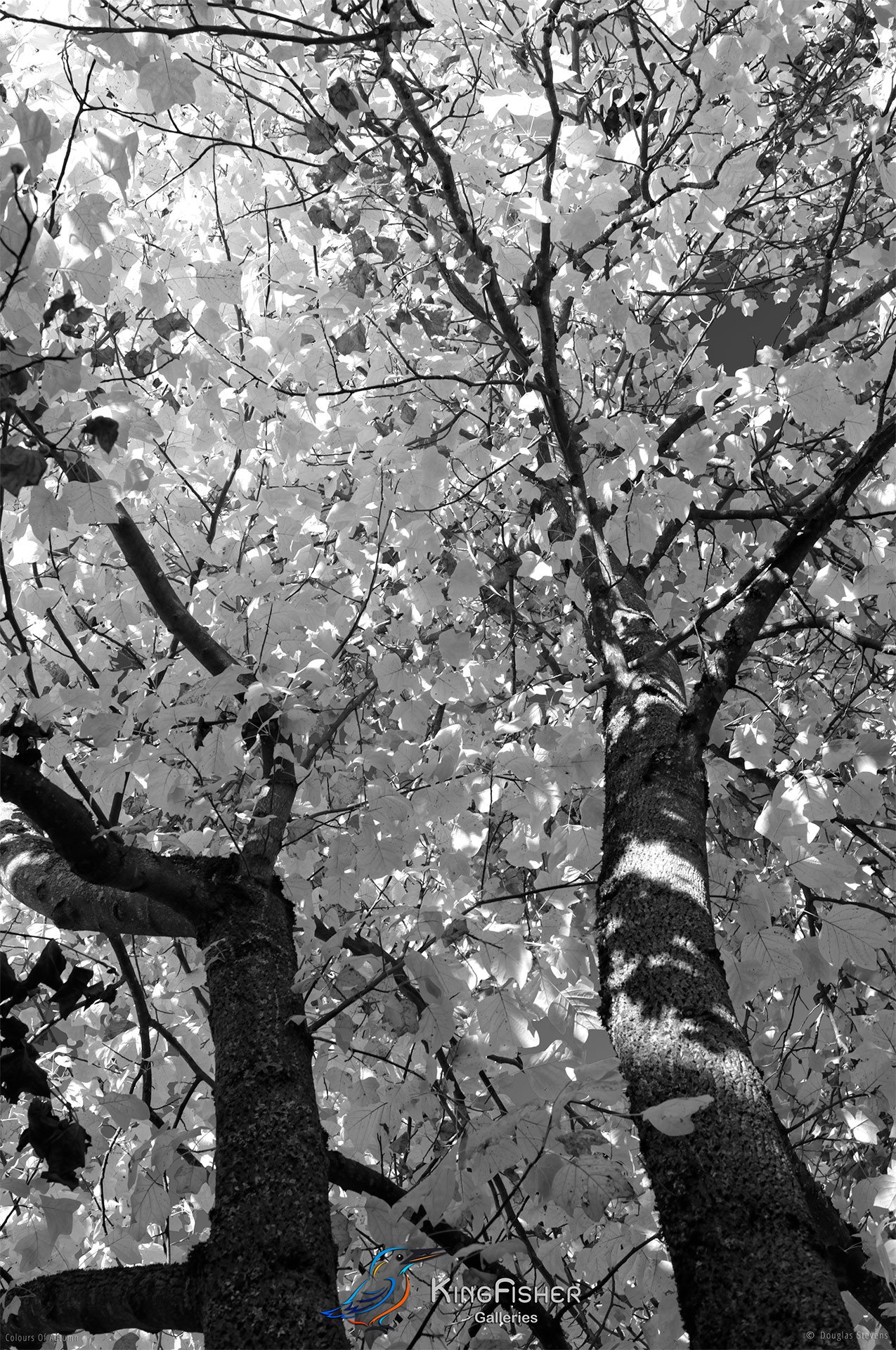 034_DST_Colours_Of_Autumn_P_BW.jpg