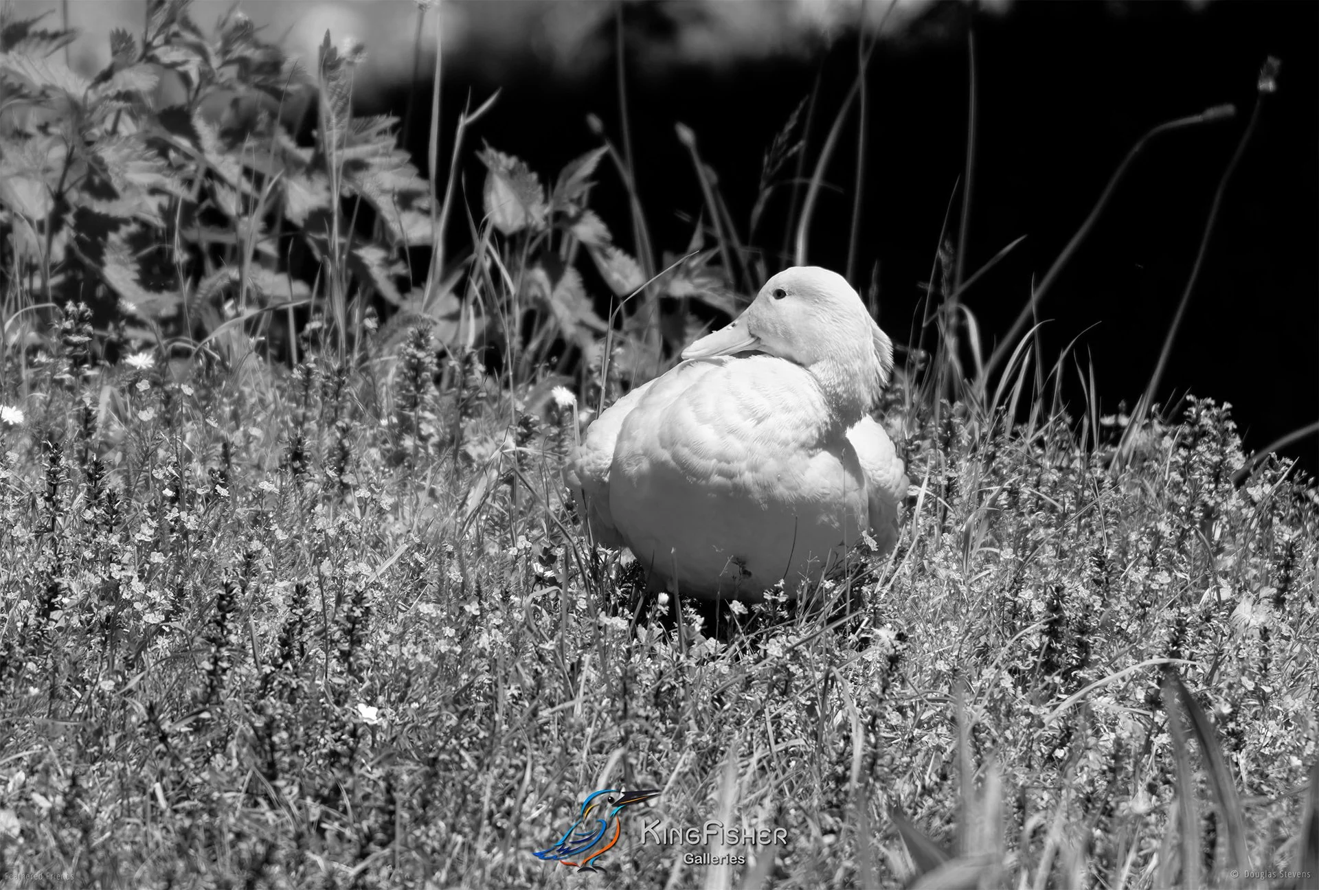 554_DST_Birds_2025_White_Pekin_Duck_L_BW.jpg