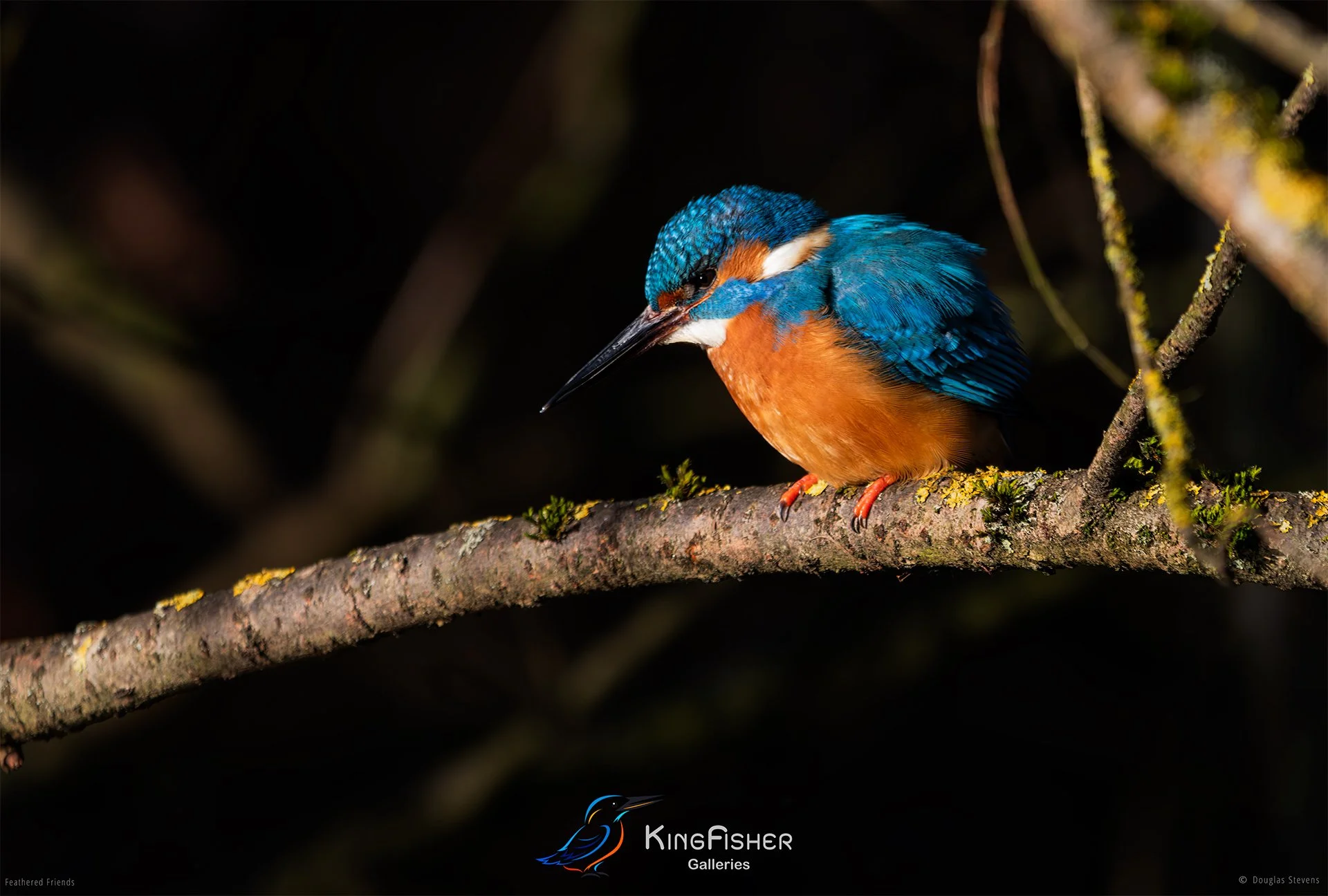 424_DST_Birds_2025_Kingfisher_L.jpg