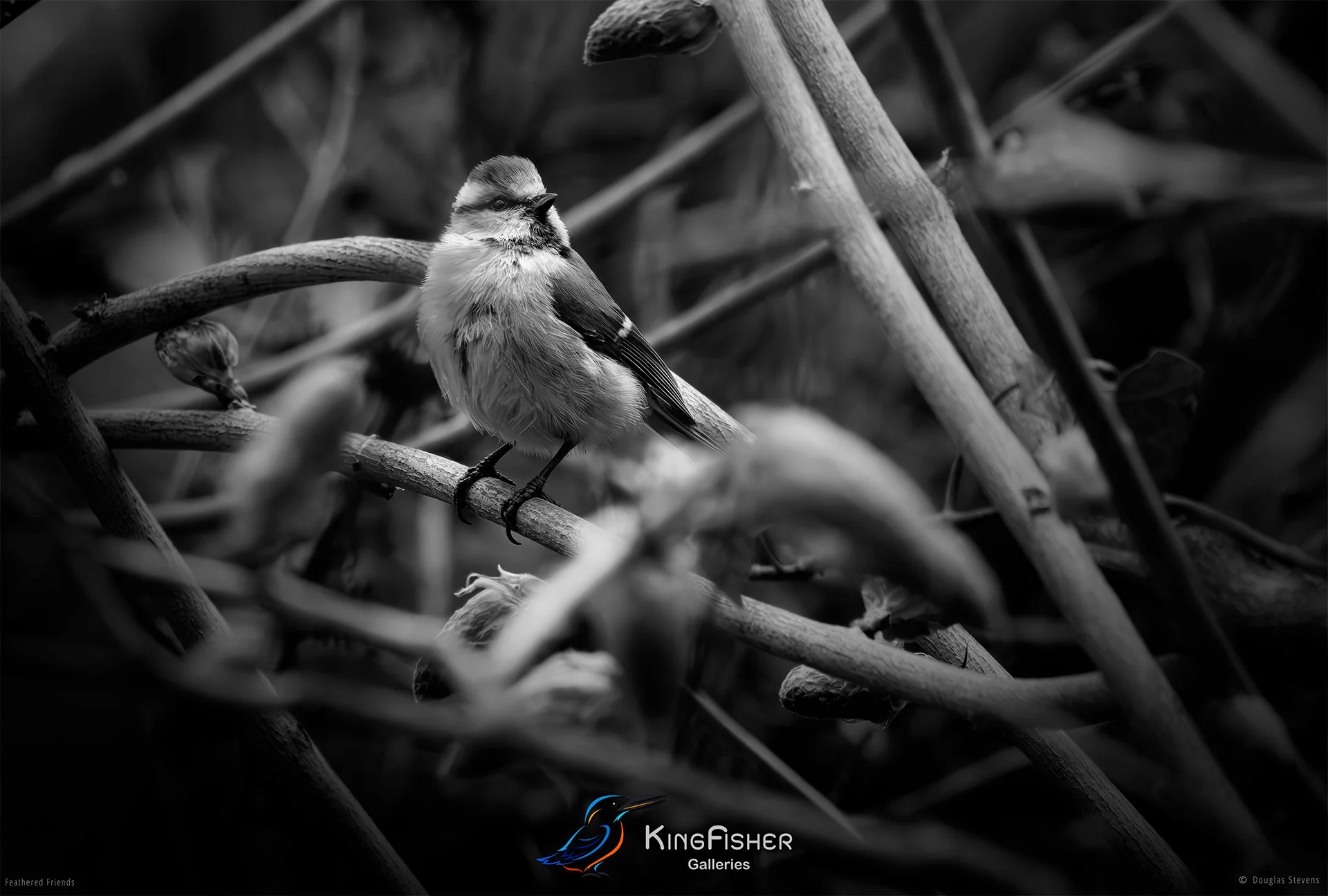 540_DST_Birds_2025_Blue_Tit_Stately_L_BW.jpg