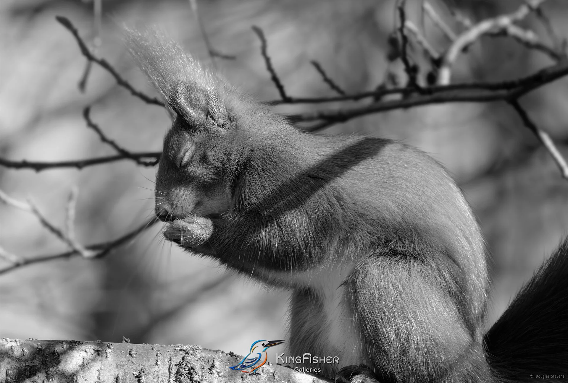 539_DST_Squirrels_Winter_Hmmm_L_BW.jpg