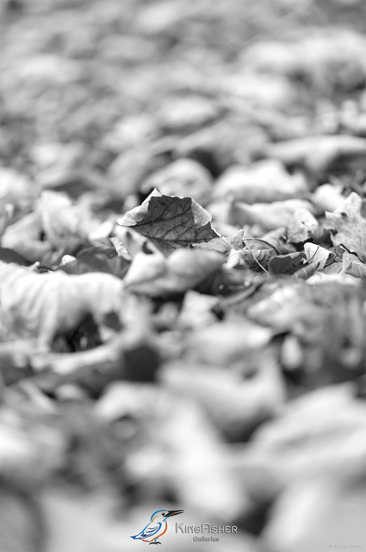 017_DST_Colours_Of_Autumn_P_BW.jpg