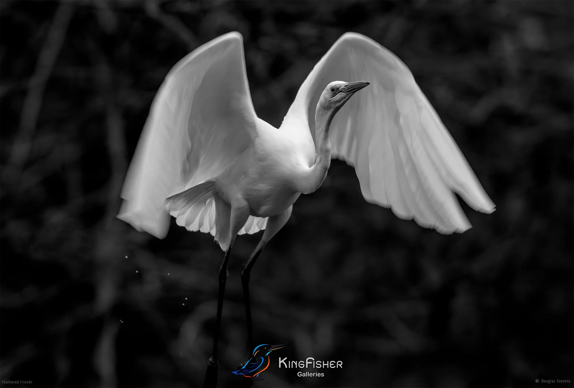 729_DST_Birds_2025_Great_Egret_Takeoff_L_BW.jpg