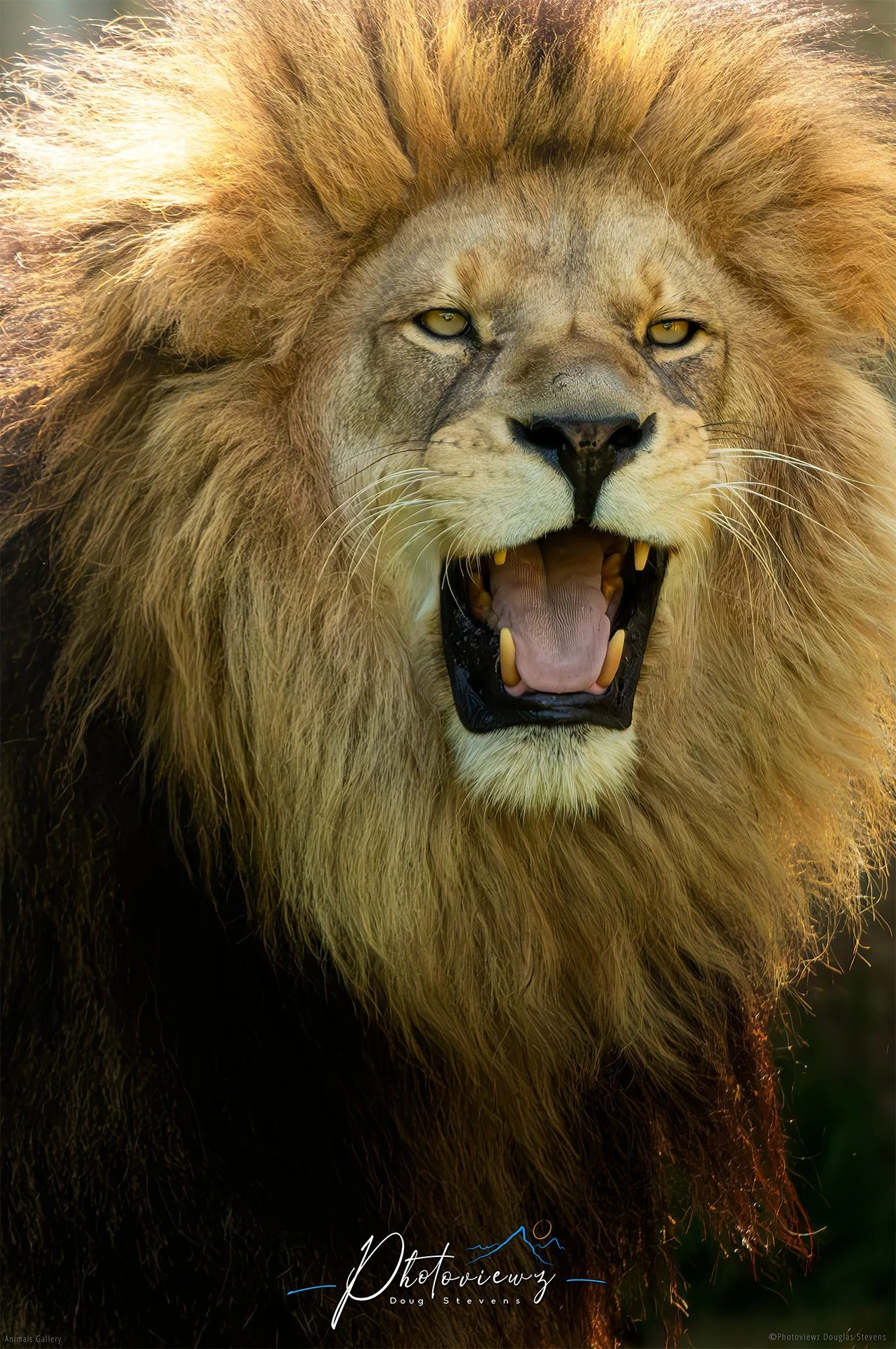 300_DST_Animals_Lion_Roar_P.jpg