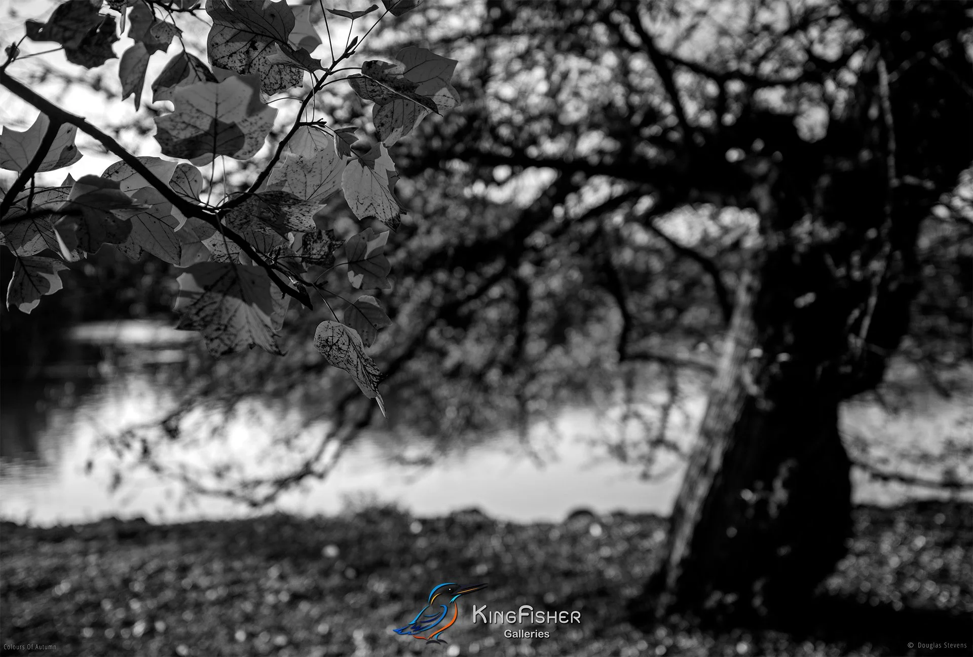 081_DST_Colours_Of_Autumn_L_BW.jpg