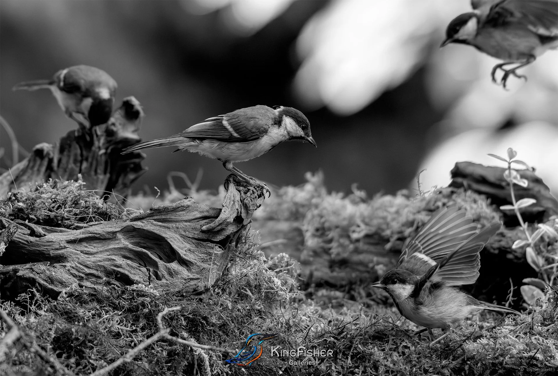 716_DST_Birds_2025_Lunchtime_Chaos_L_BW.jpg