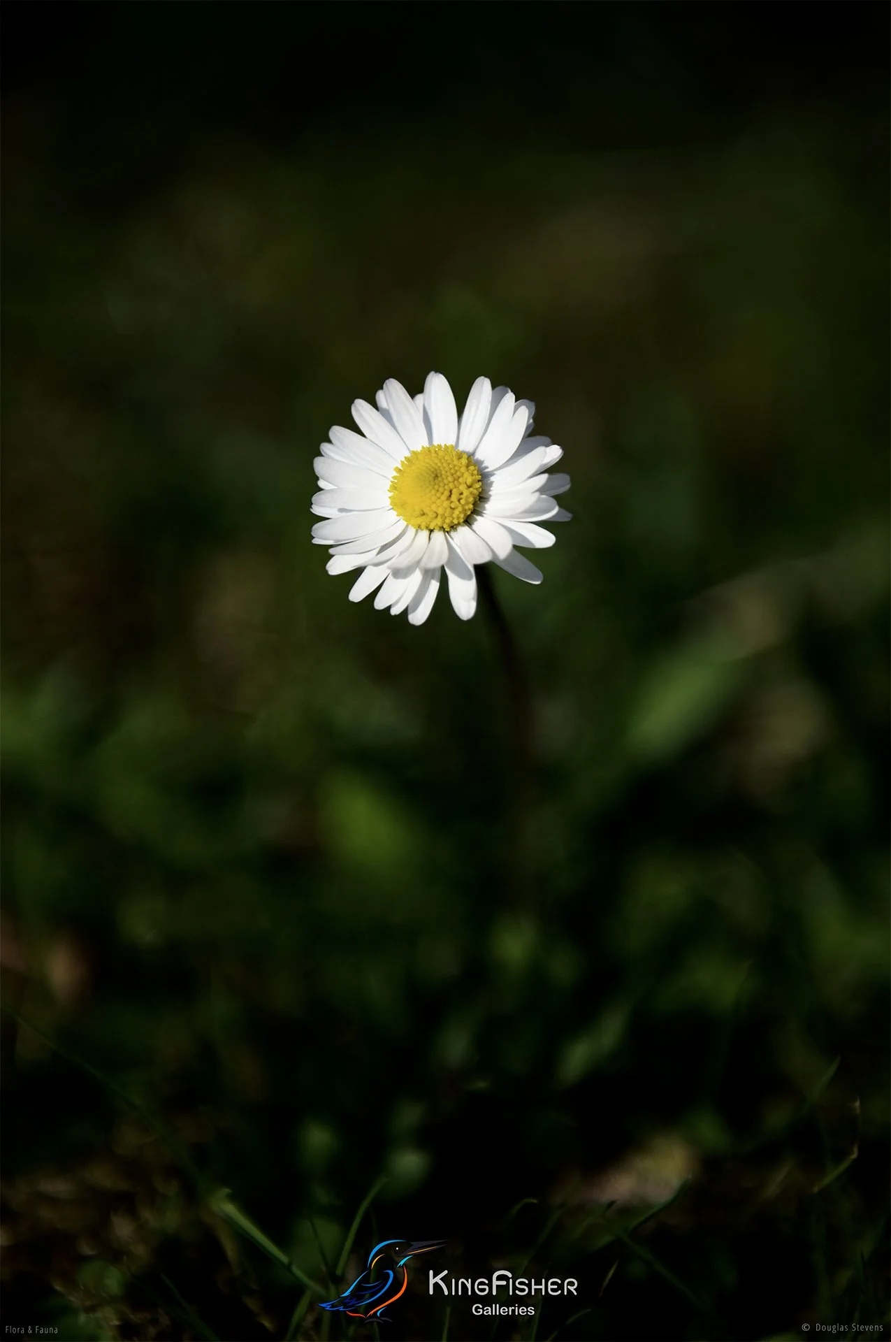 017_DST_Flora_Fauna_2008_Common_Daisy_P.jpg