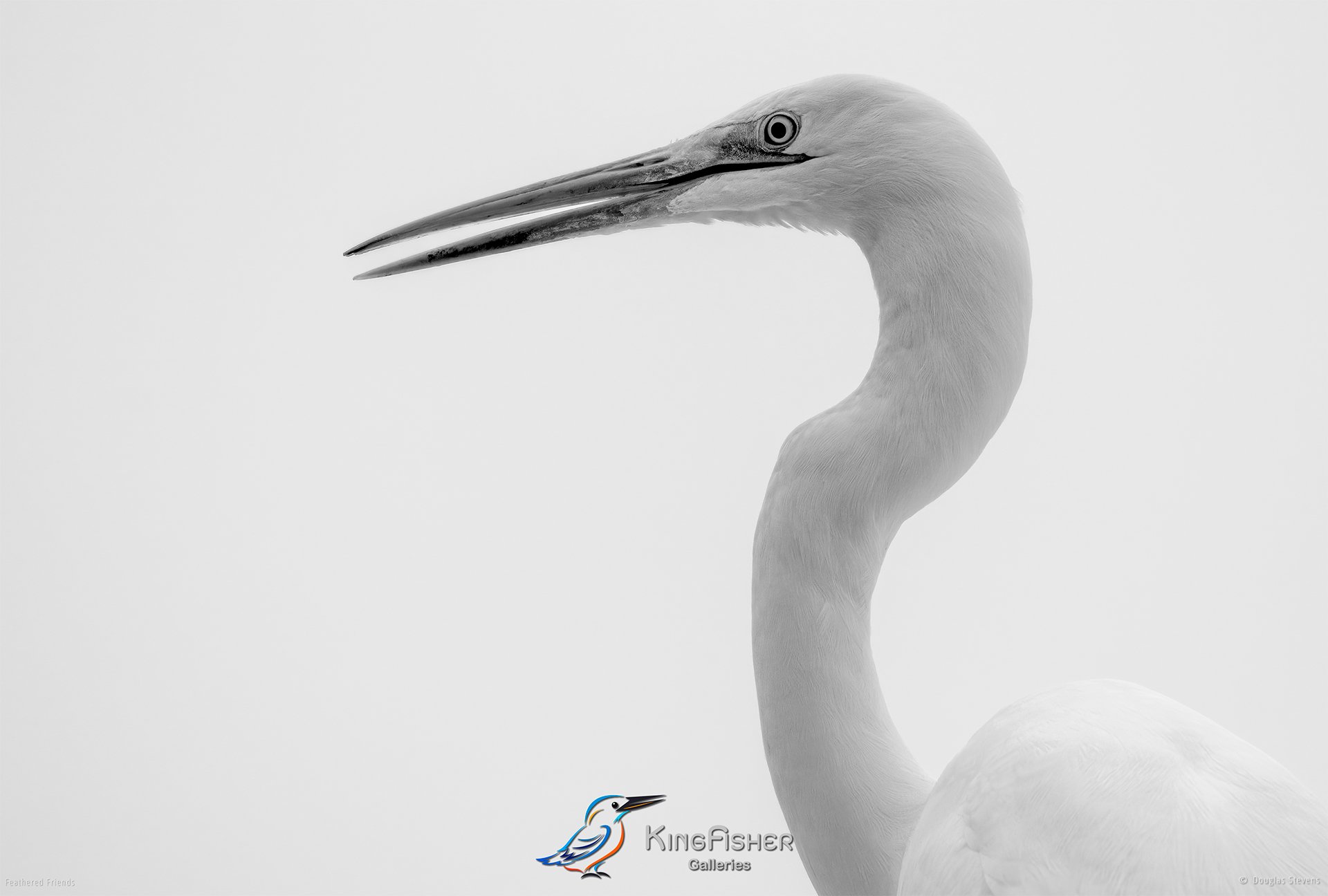 727_DST_Birds_2025_Great_Egret_L_BW.jpg