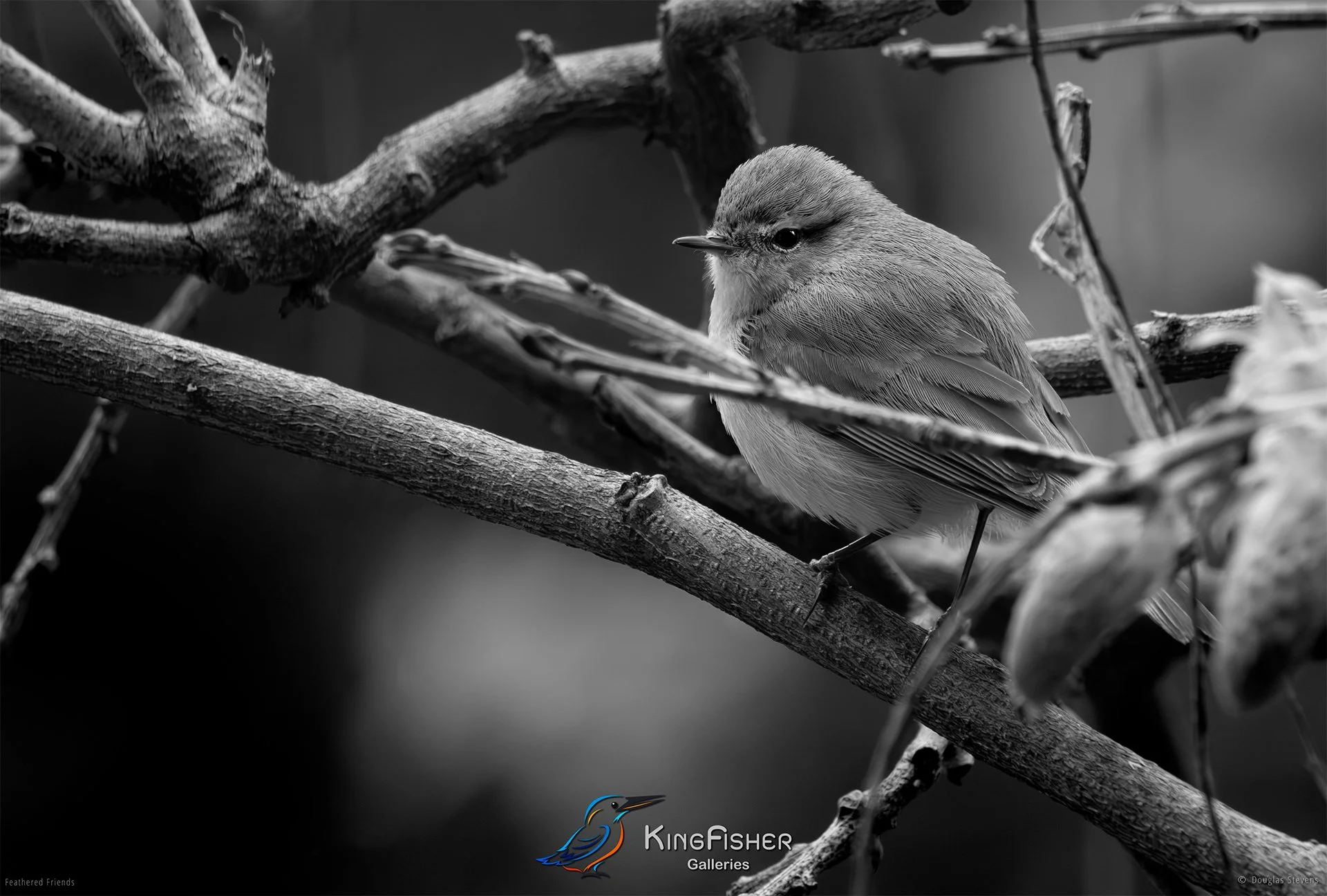 541_DST_Birds_2025_Juvenile_Chiffchaff_L_BW.jpg