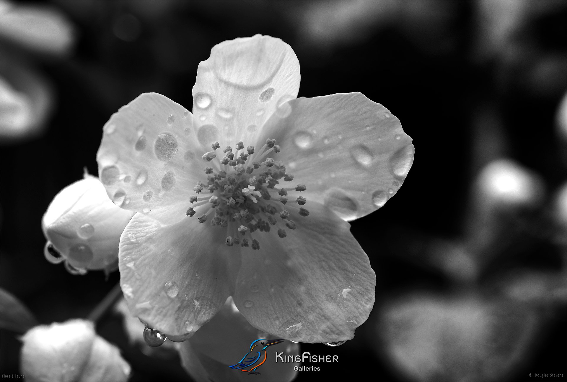 005_DST_Flora_Fauna_2008_Bush_Roses_L_BW.jpg