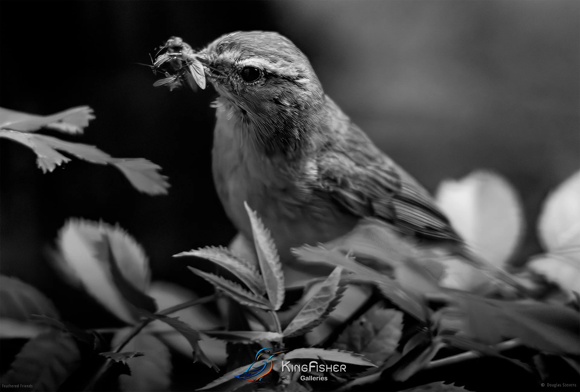 627_DST_Birds_2025_Spotted_Flycatcher_L_BW.jpg