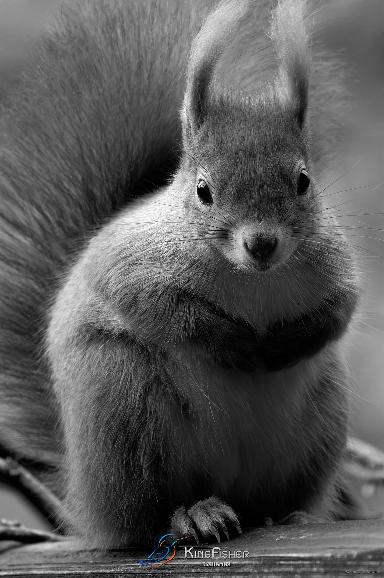 572_DST_Squirrels_Let_Us_Pray_P_BW.jpg