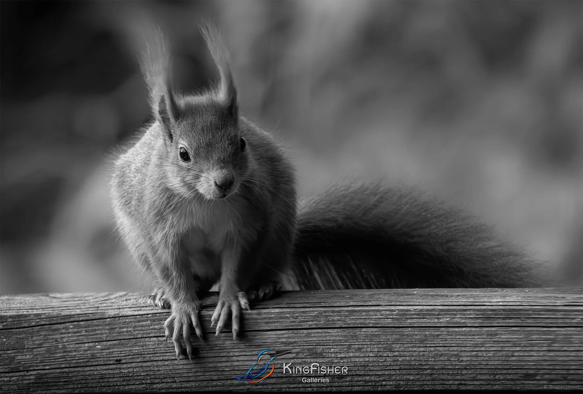 556_DST_Squirrels_Stare_Out_L_BW.jpg