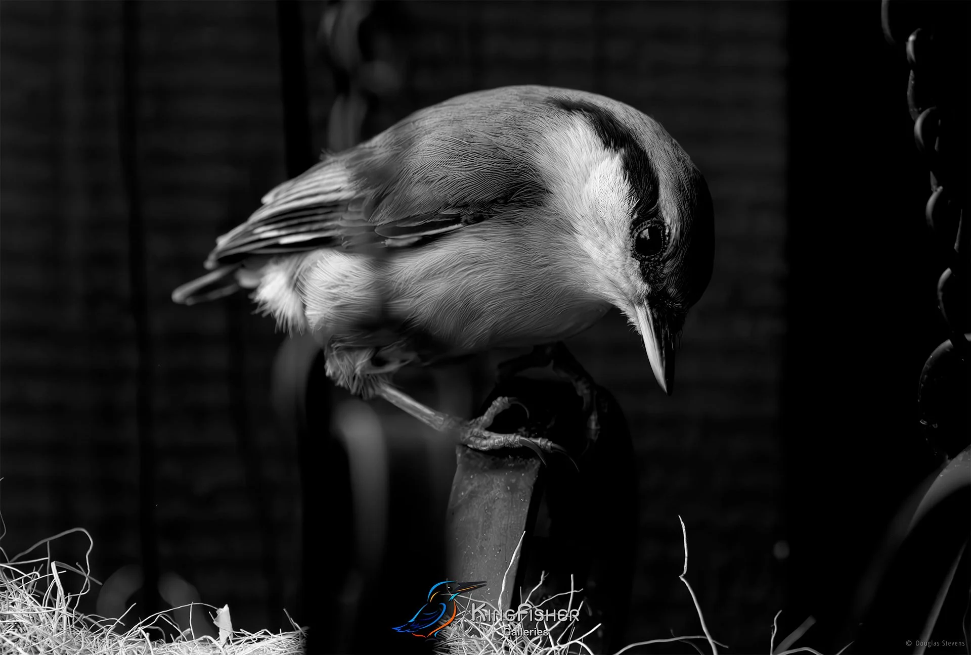 537_DST_Birds_2025_Nuthatch_Casing_The_Joint_L_BW.jpg