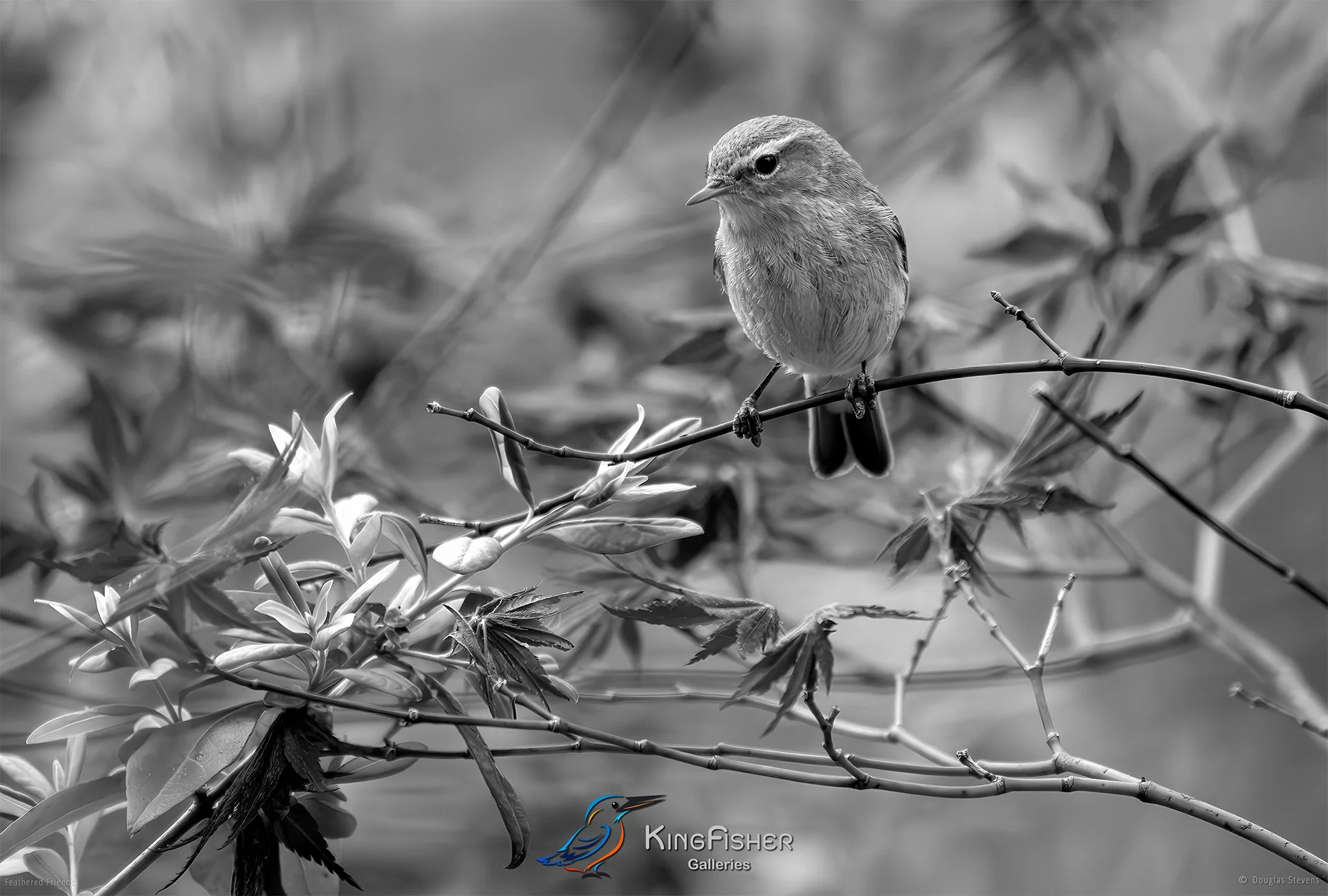 695_DST_Birds_2025_Chiffchaff_L_BW.jpg