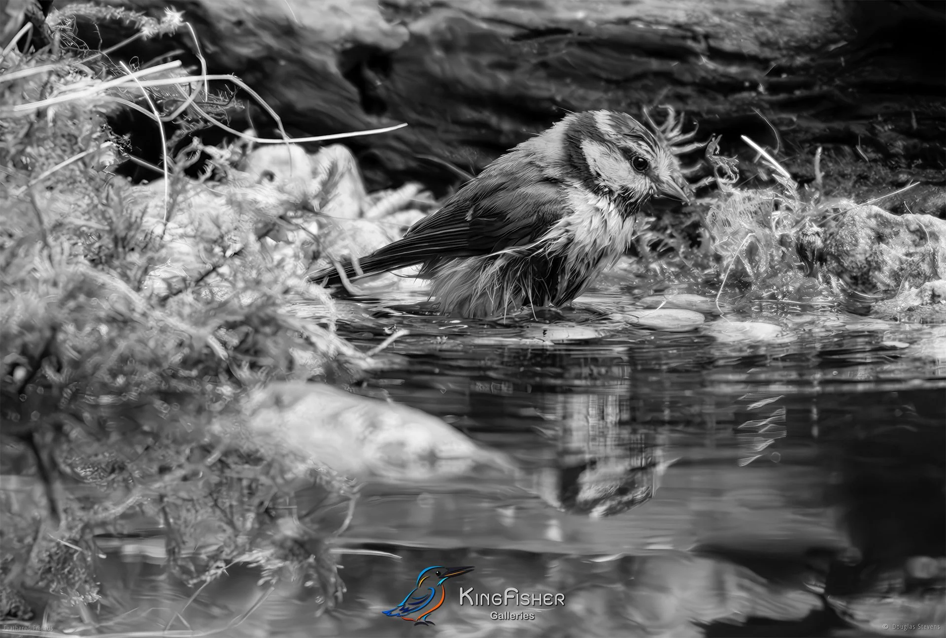 564_DST_Birds_2025_Blue_Tit_Drenched_L_BW.jpg