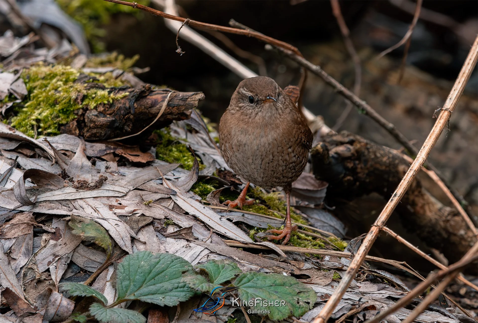 440_DST_Birds_2025_Wren_On_The_Rumidge_L.jpg