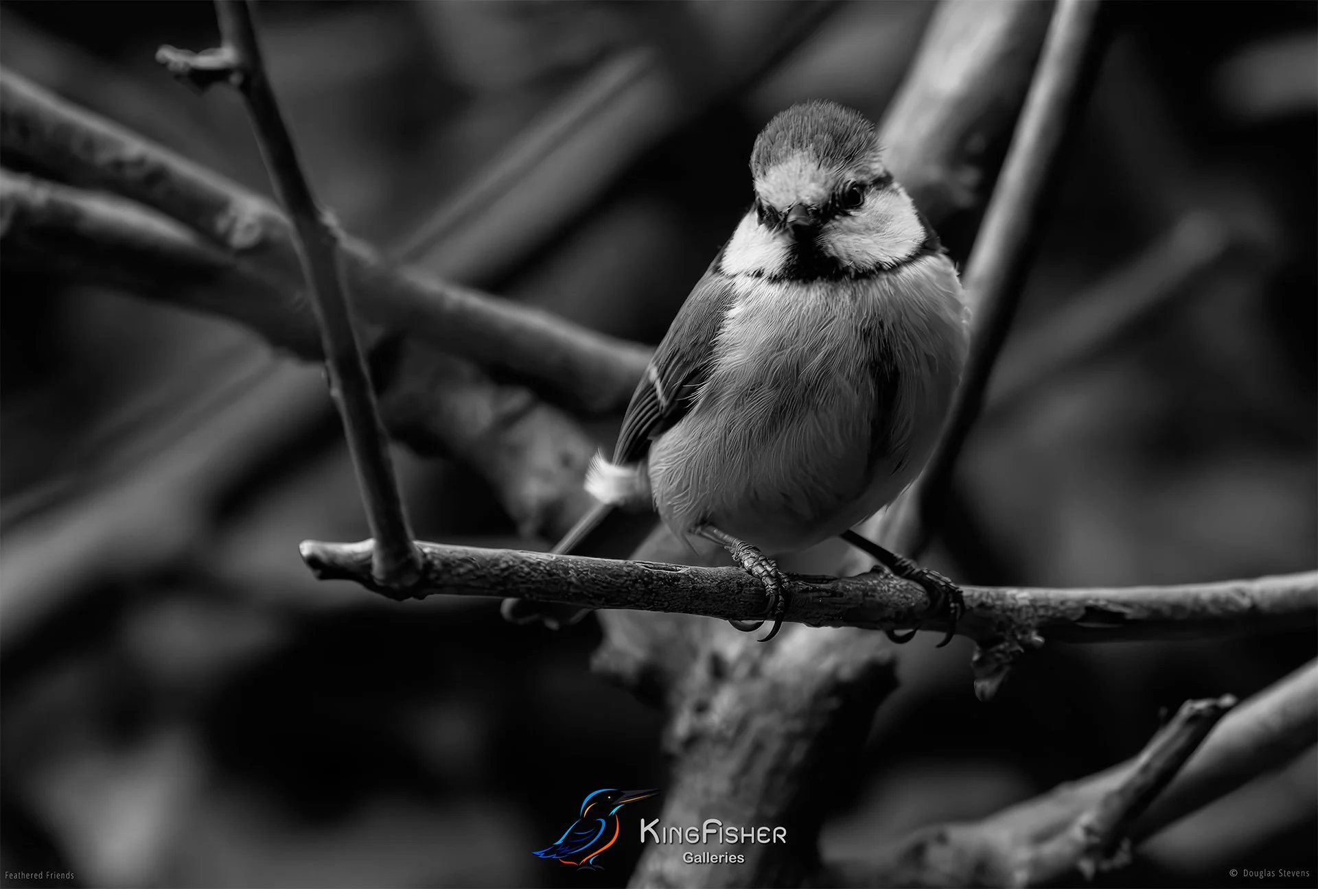 703_DST_Birds_2025_Blue_Tit_L_BW.jpg