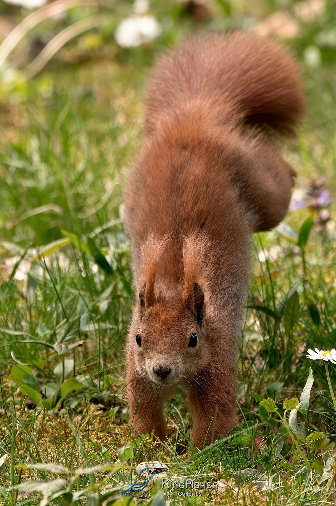547_DST_Squirrels_Handstand_P.jpg