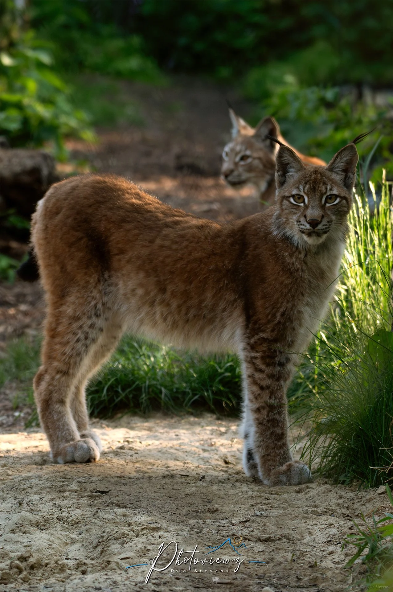 303_DST_Animals_Eurasian_Lynx_P.jpg