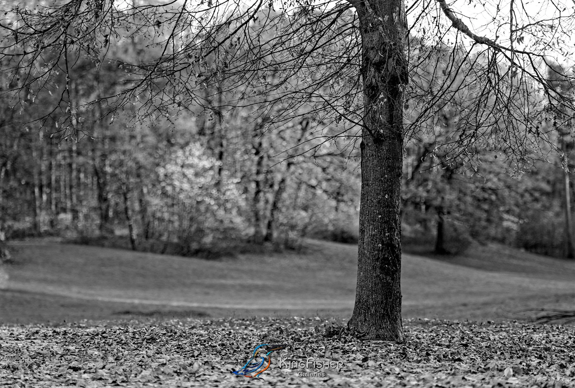 060_DST_Colours_Of_Autumn_L_BW.jpg