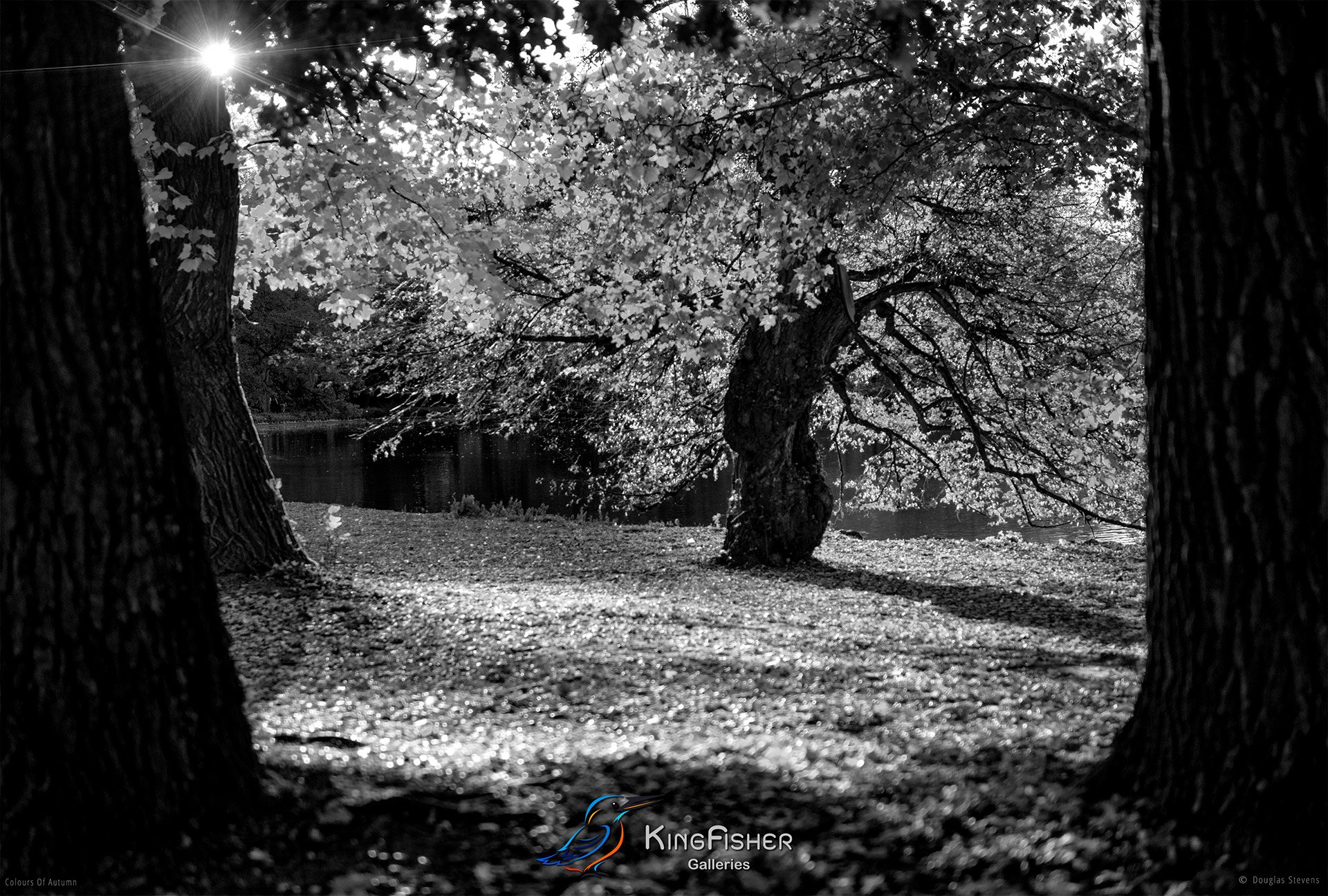 079_DST_Colours_Of_Autumn_L_BW.jpg