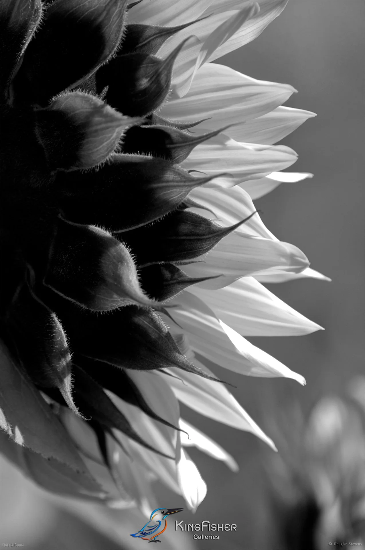 050_DST_Flora_Fauna_2010_Sunflower_P_BW.jpg