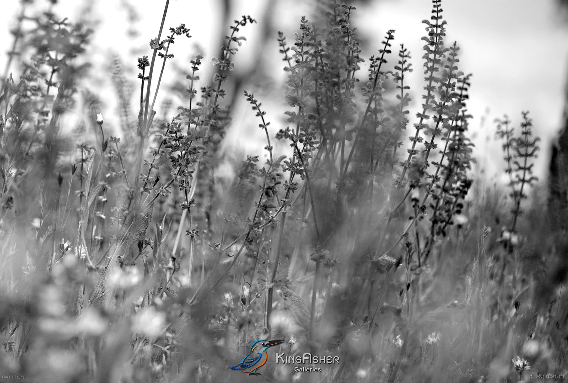 096_DST_Flora_Fauna_2013_Spring_Meadow_L_BW.jpg