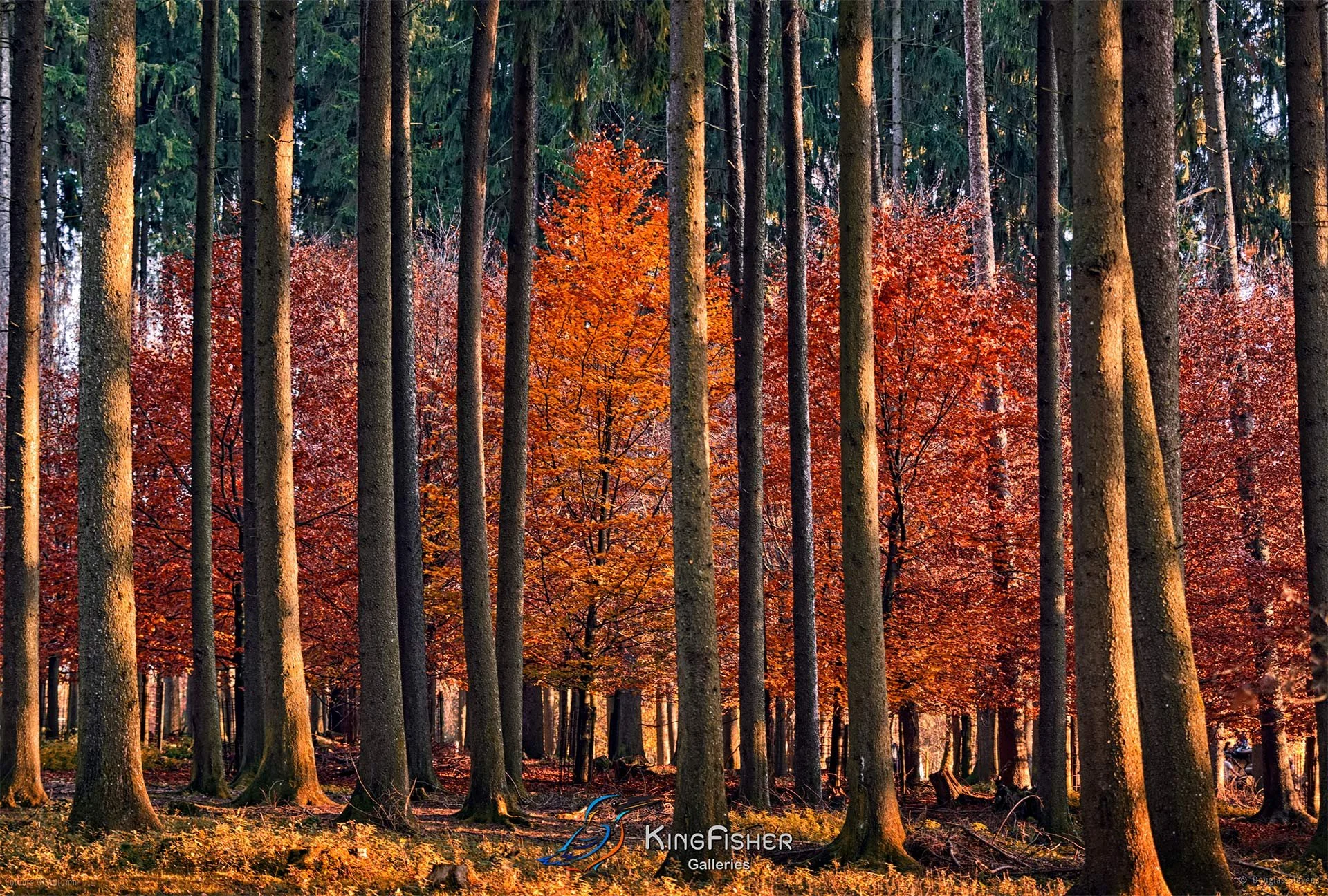 058_DST_Colours_Of_Autumn_L.jpg