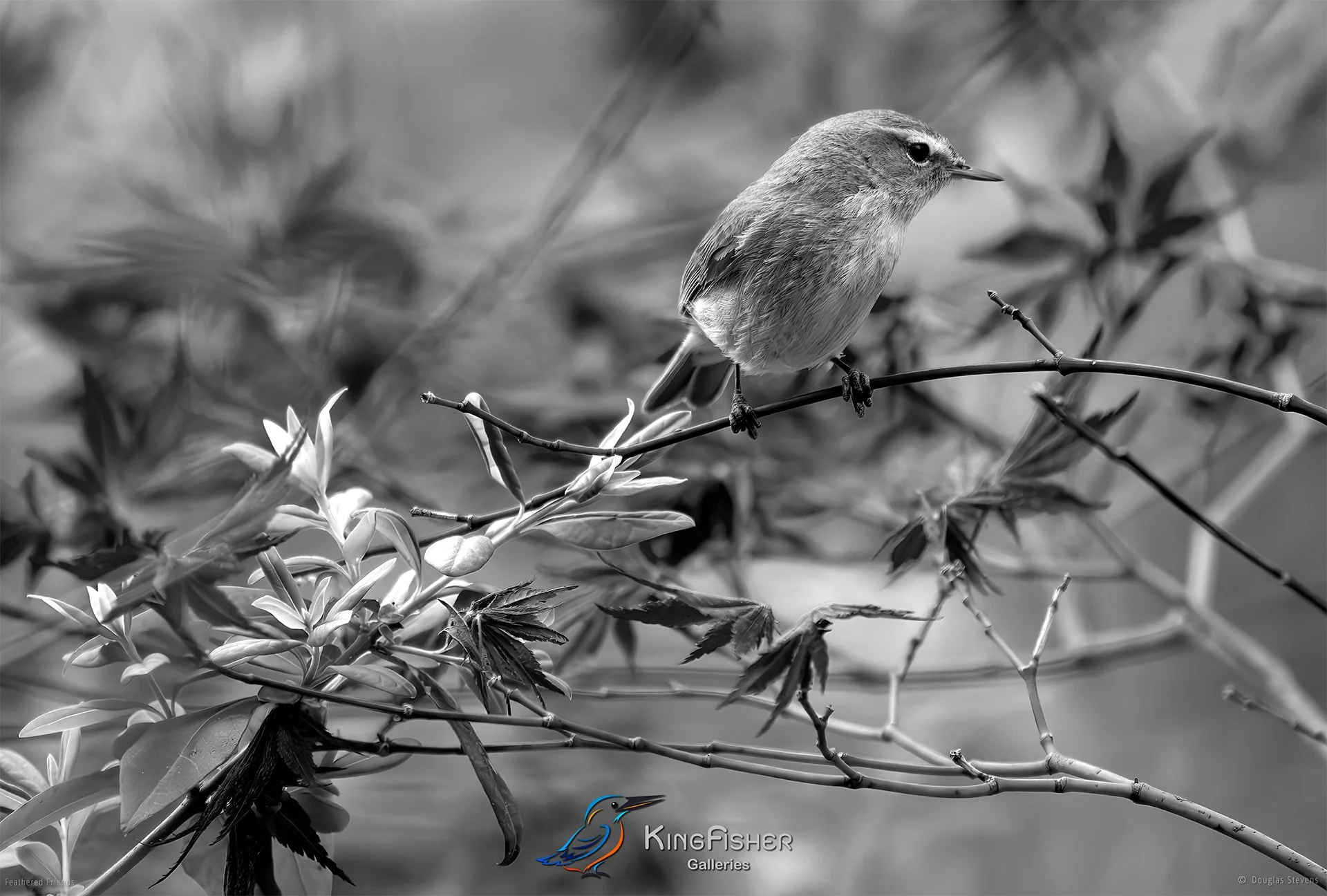 691_DST_Birds_2025_Chiffchaff_L_BW.jpg