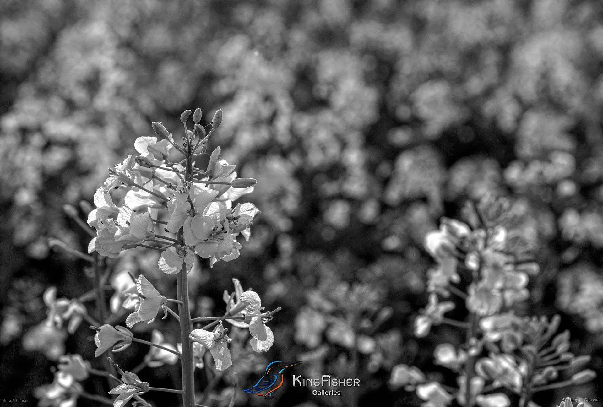 069_DST_Flora_Fauna_2011_Rapeseed_Season_L_BW.jpg