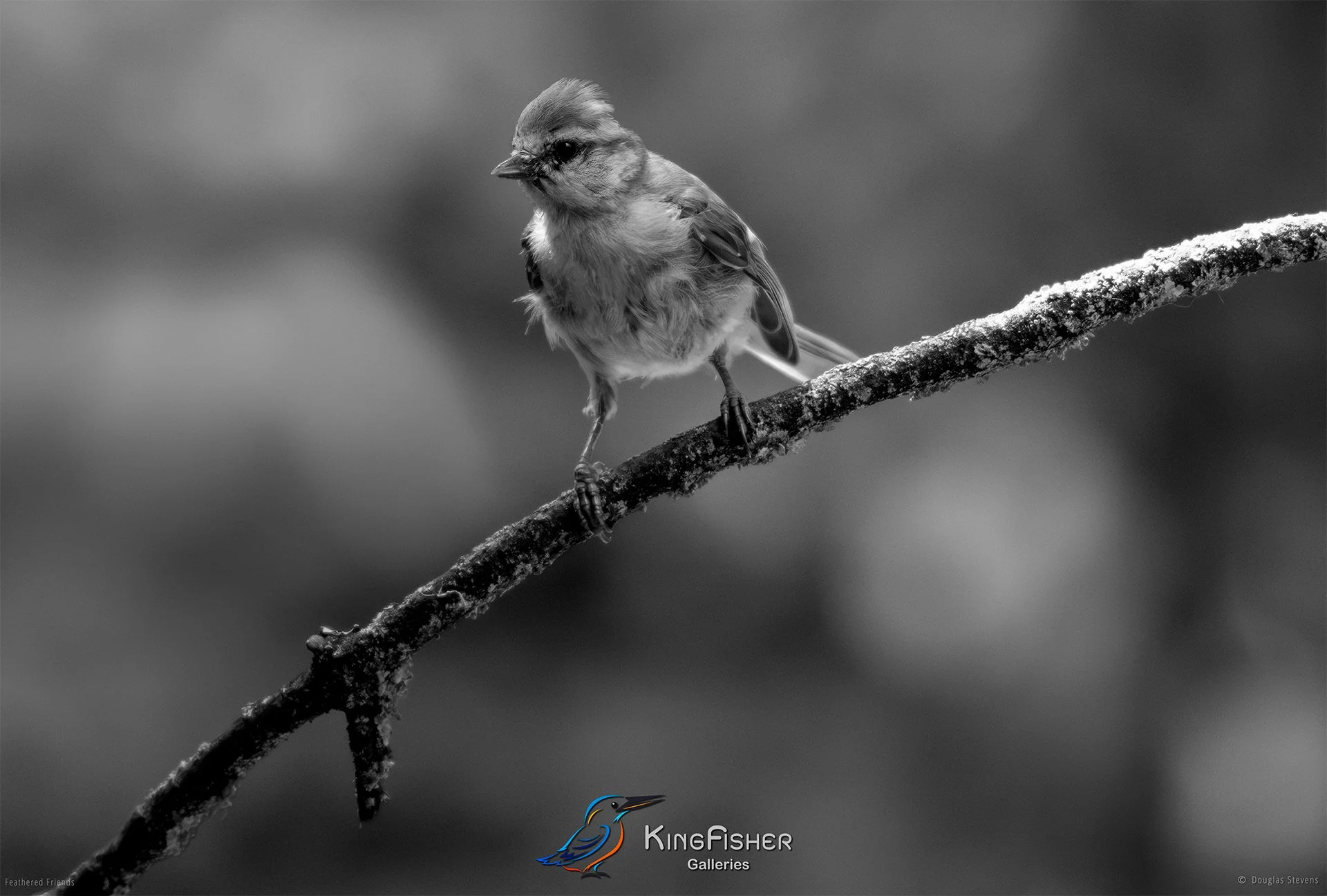 632_DST_Birds_2025_Blue_Tit_Fledgling_L_BW.jpg