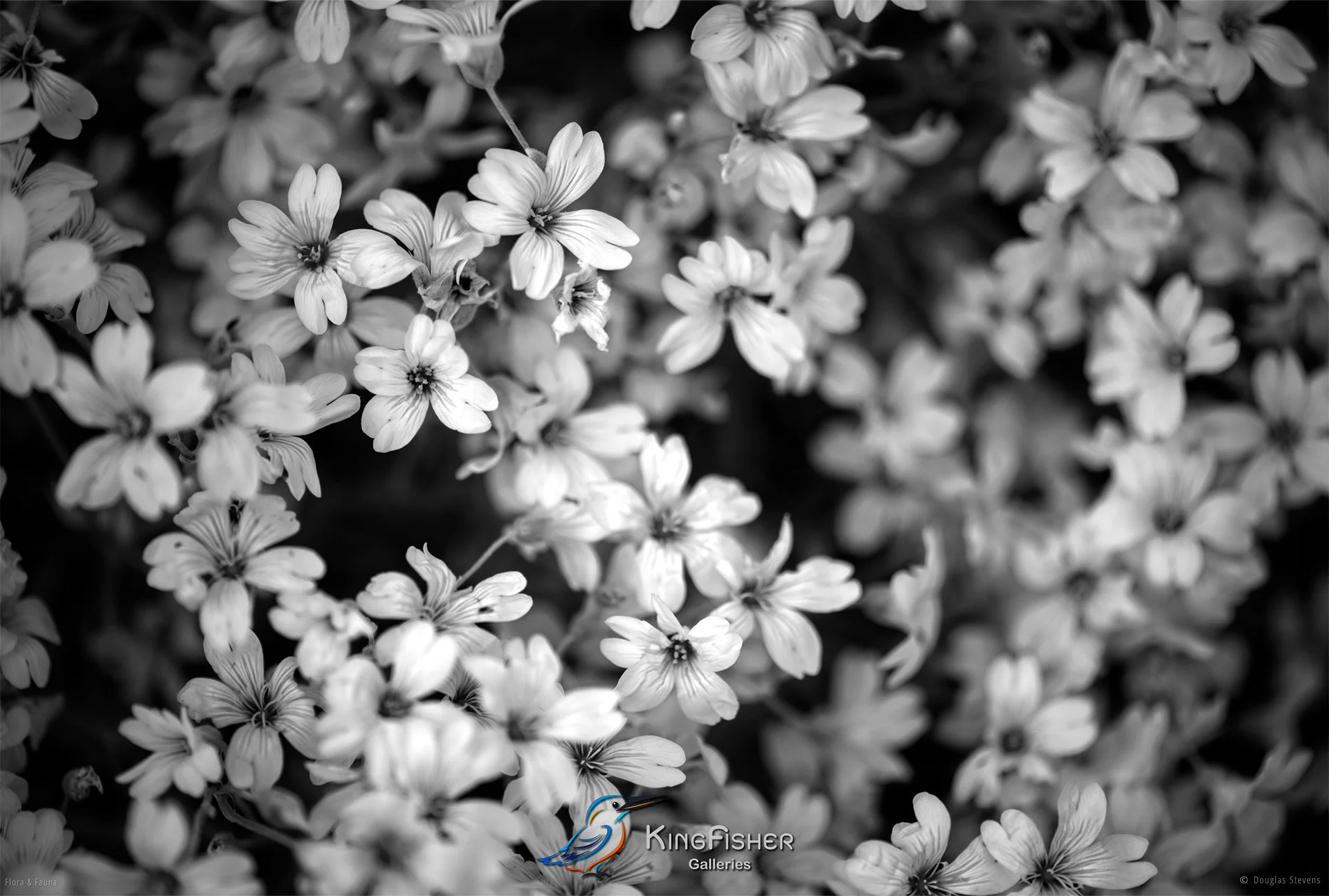 098_DST_Flora_Fauna_2013_Spring_Meadow_L_BW.jpg